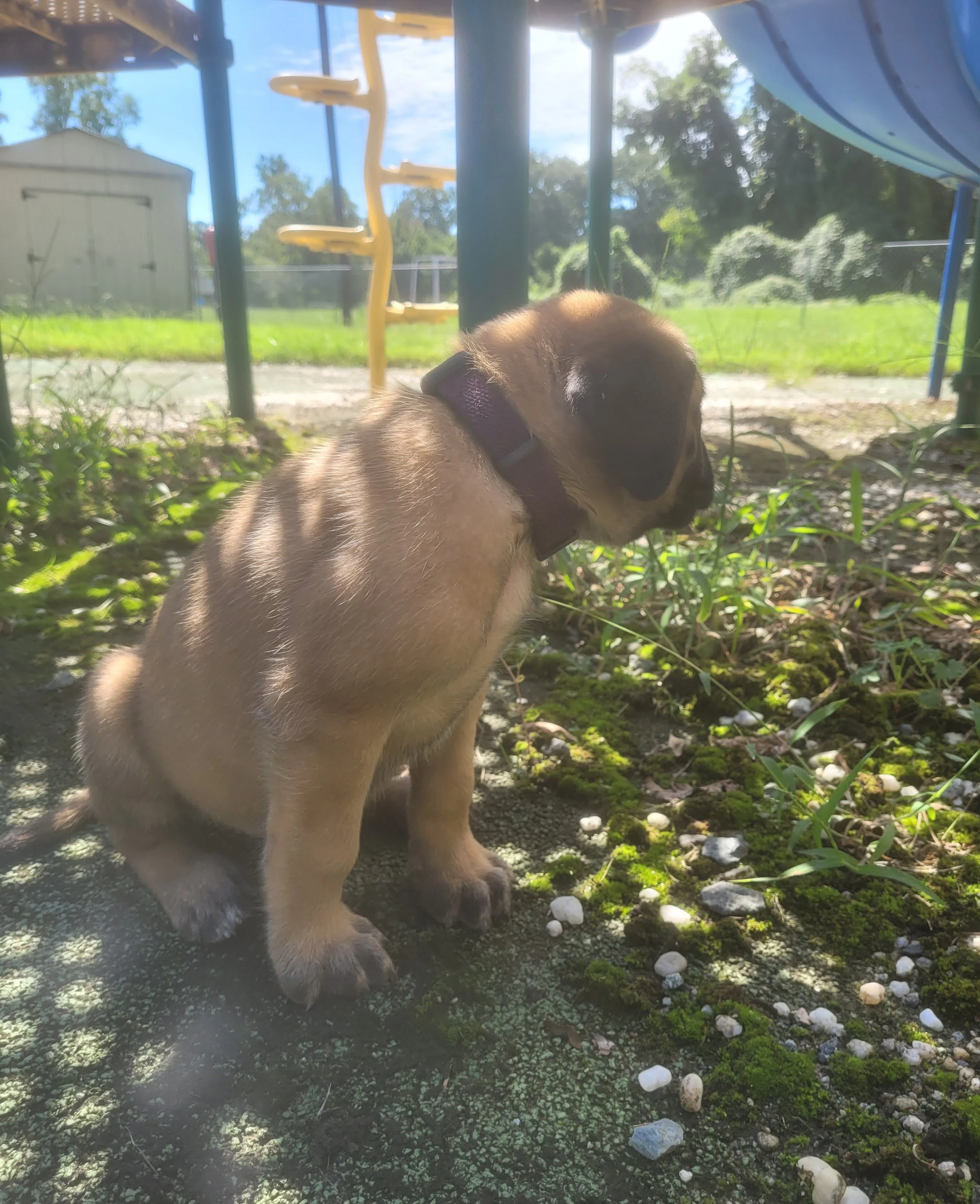 Buzz has reached 8 pounds and continues to combine speed, confidence, and a serious love of attention. He is often eager to volunteer when we introduce a new exercise or activity, and that willingness to try is becoming a wonderful part of his person