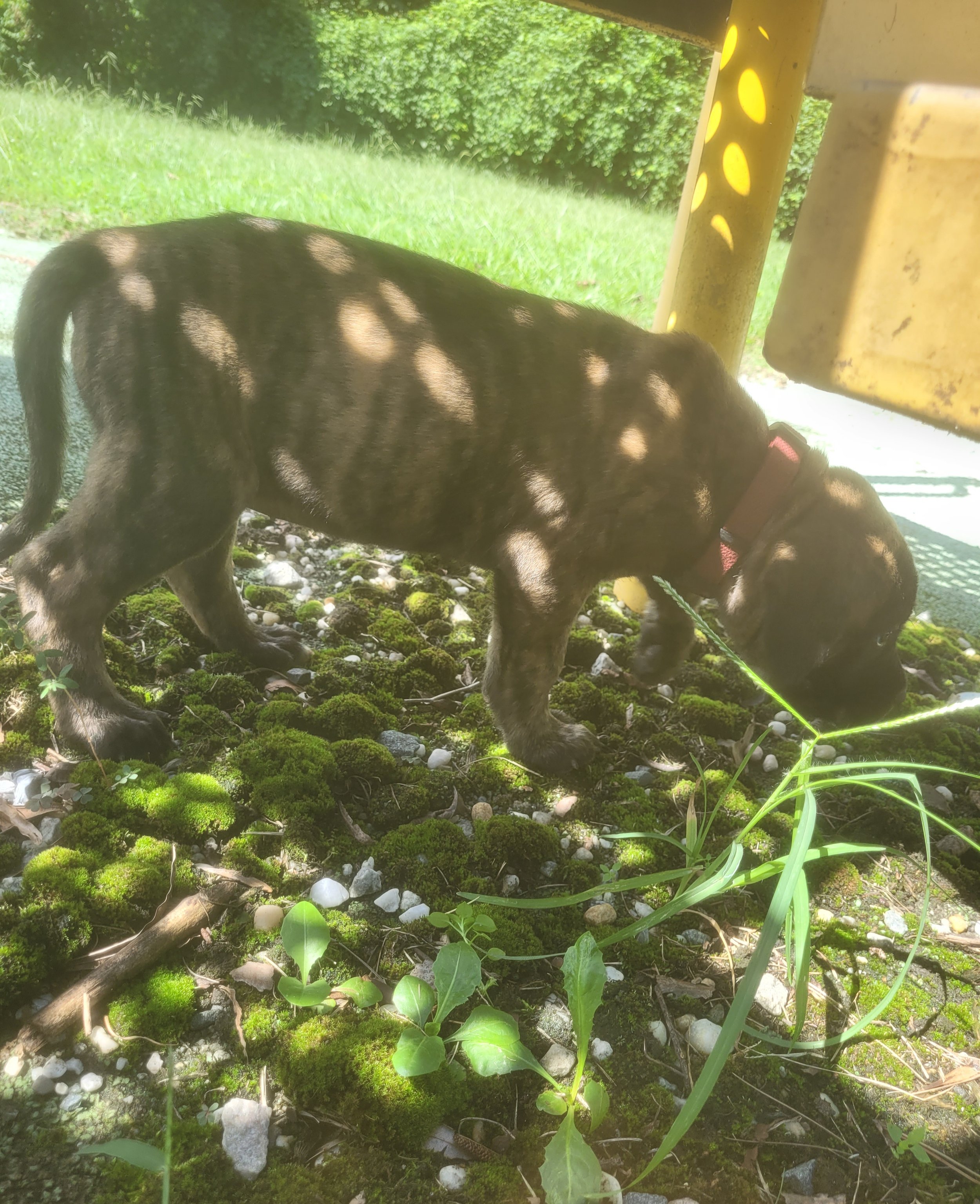 Jessie is now 9 pounds and has become one of the easiest puppies to recognize by personality alone. She loves being involved, whether that means wrestling with a sibling, investigating a toy, or following her family around during puppy time. She is d