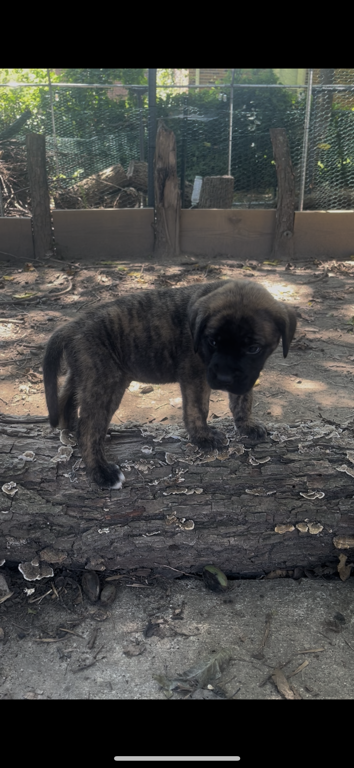 Woody has continued to blossom during his fifth week of life, reaching 5 pounds. His curiosity seems to grow right along with him, and he is becoming increasingly confident during his adventures outside the whelping area. Woody enjoys investigating a
