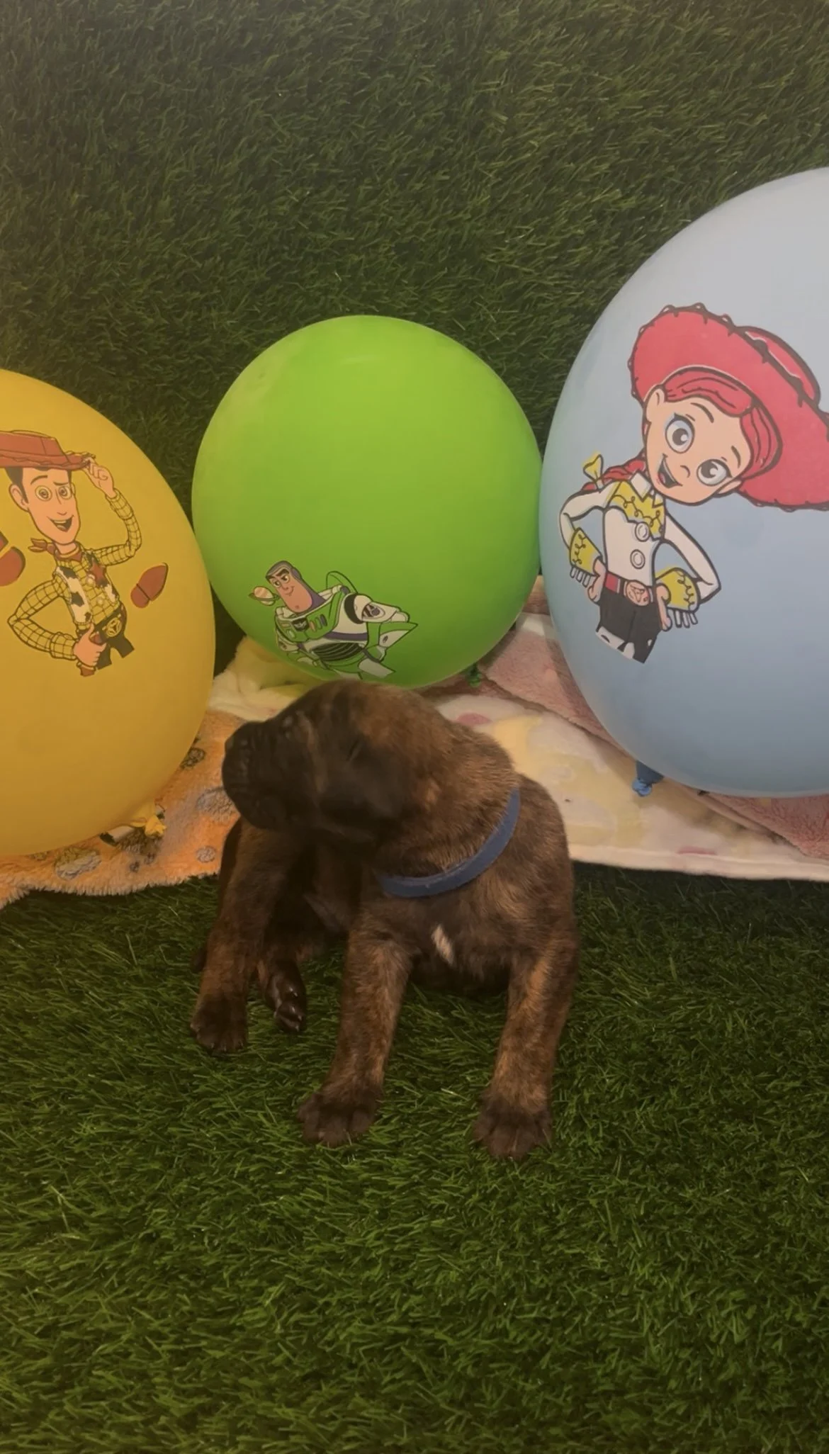 Slinky Dog is gaining weight at a steady rate, now sitting at 2 & 3/4 pounds. Although his eyes did not open up during week two like some of his sisters, he consistently follows his nose to familiar scents. 