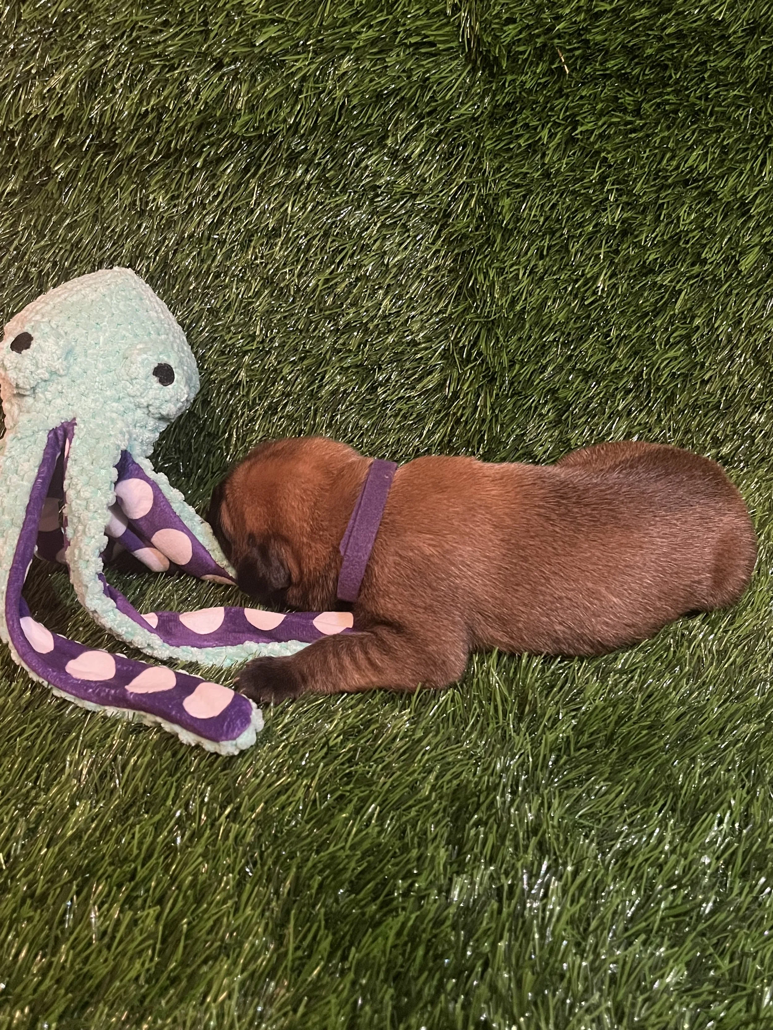 Buzz, one of the largest boys in the litter, and wears the color of royalty. Throughout his first week of life, he has consistently maintained good health and size at 2 1/4
pounds. Buzz usually wiggles, worms, or rolls his way out of his collar. We h