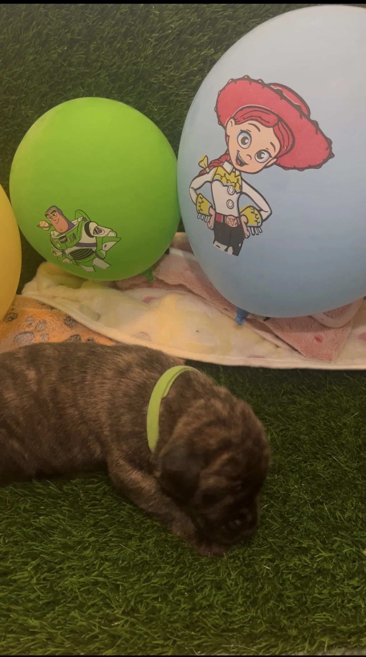 Alien is 3 pounds, in great health, and suckling from mama consistently. He has shown good manners by leaving the nap pile to go pee and poo before returning. 
