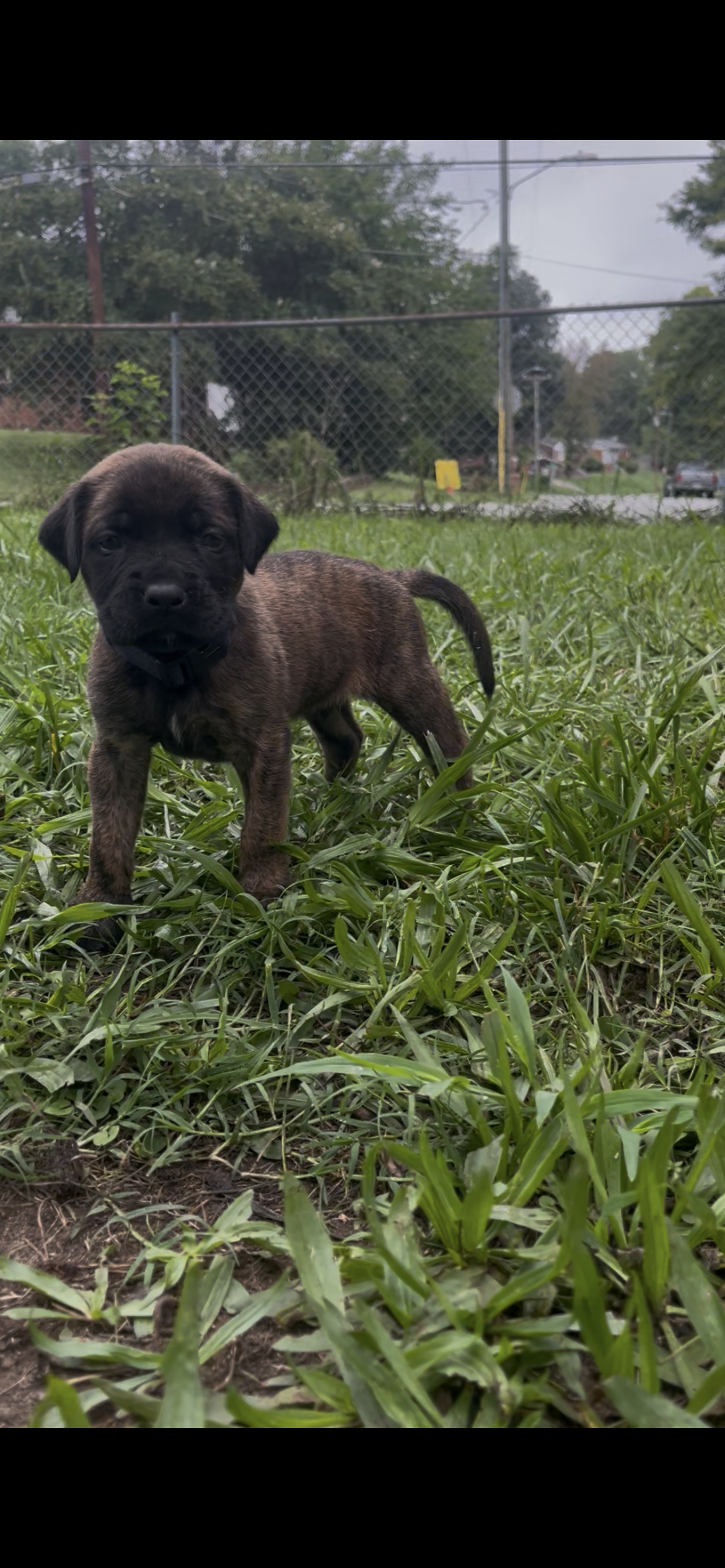 Slinky Dog is now 4 & 3/4 pounds and his personality continues to be wonderfully laid-back. He has become more confident exploring outside the whelping area and loves following interesting scents around the yard. His play with his siblings can be a l