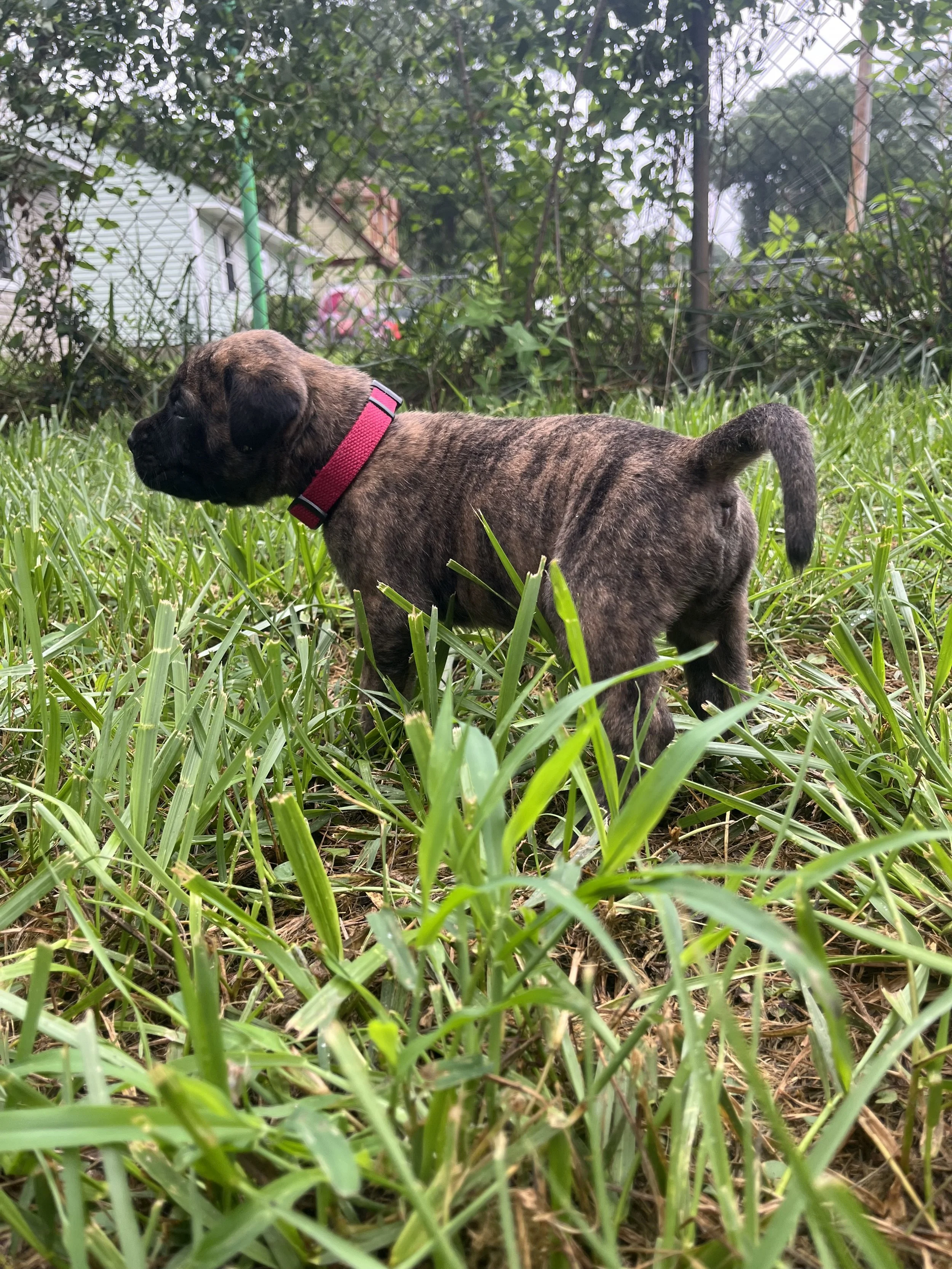 Jessie is now 4 & 1/2 pounds and becoming quite the little explorer. She has discovered that her family is almost as interesting as Mama, and she loves following our hands and voices when we interact with the litter. Jessie has also started investiga