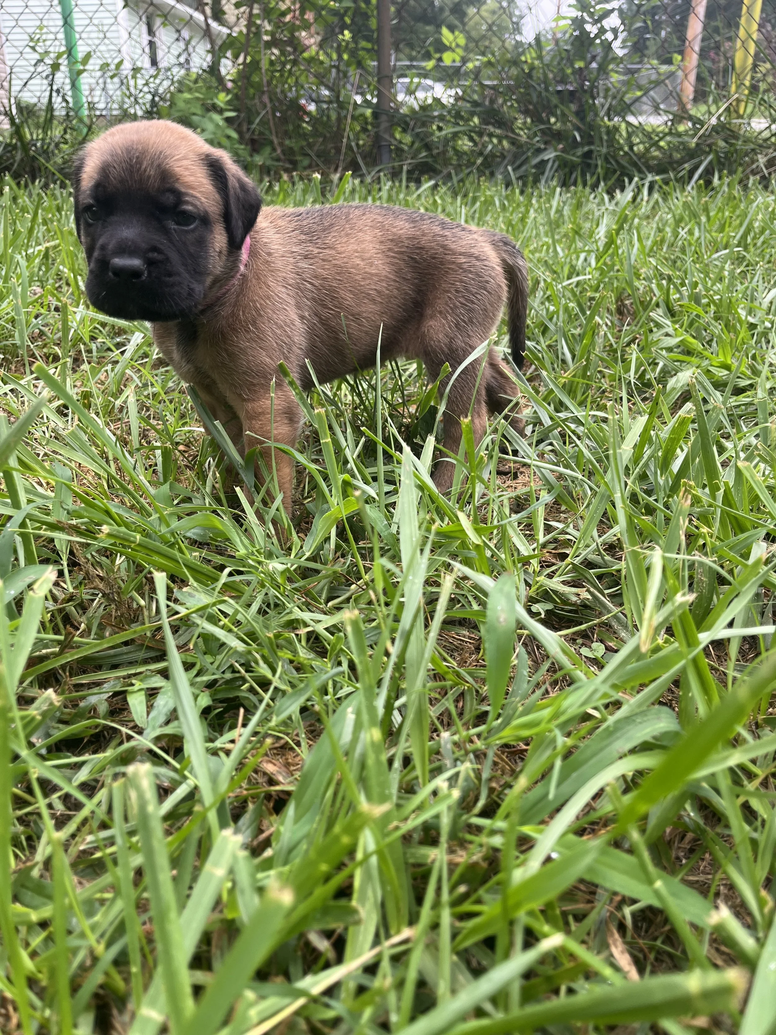 Bonnie is now 4 & 3/4 pounds and has officially discovered that there is a whole world beyond her littermates and Mama. She loves attention from the family and is quick to investigate when someone comes to see the puppies. This week she also began ex