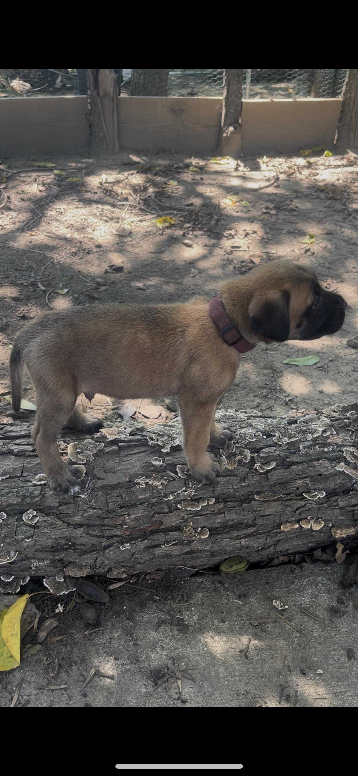 At 5 & 3/4 pounds, Buzz is becoming one of our most enthusiastic little learners. He seems to enjoy being given something new to figure out and will often rush forward as if he has already decided he's going to be first. He's also developing a real f