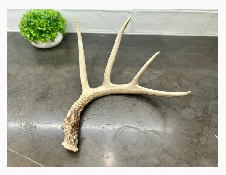 Age Appropriate Toy or Chew