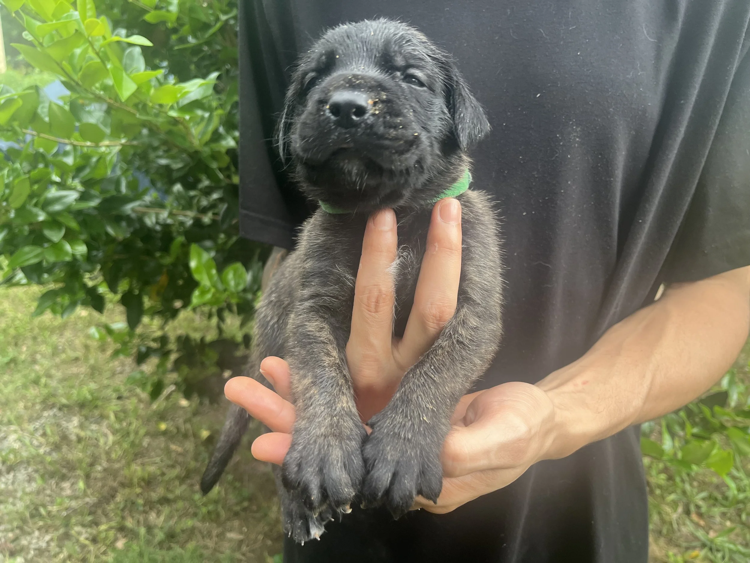 Rex throughout week 3 reached his weight of 4 pounds. He has long ears and chunky paws. Rex performs well with challenges presented to him, and shows plenty of interest in human interaction.