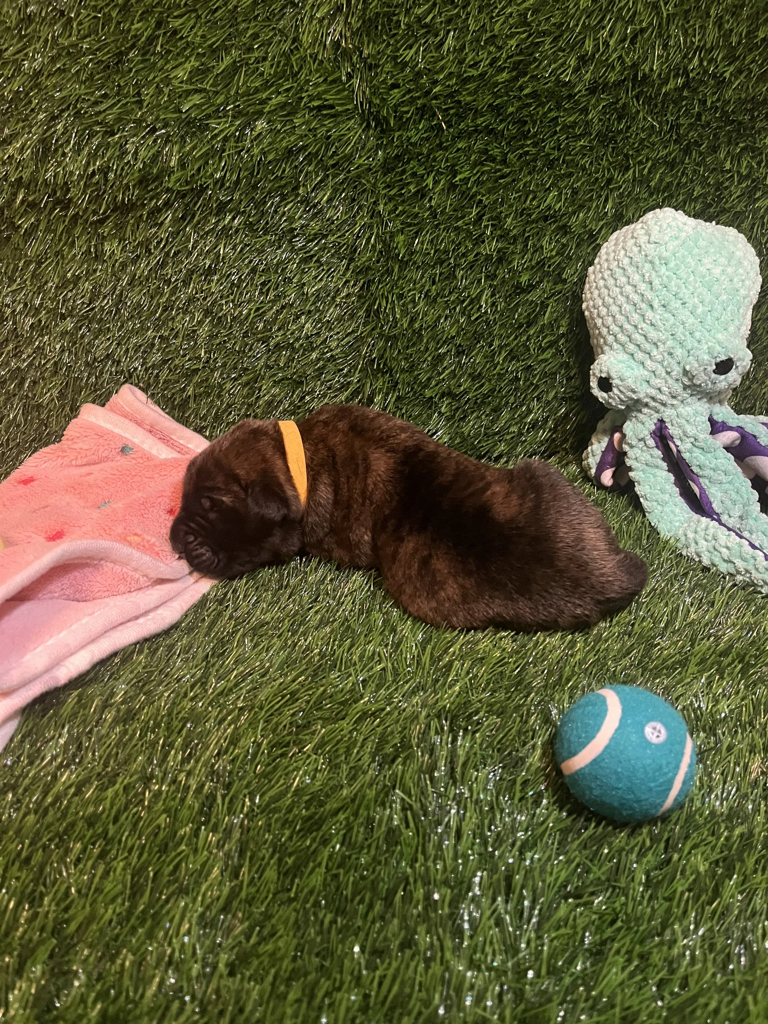 Woody, the first born, began the miraculous show. Throughout his first week of life, He has consistently maintained good health and increased his mass to 2 pounds. Woody has been exceptionally vocal compared to most of his litter. We have awarded him