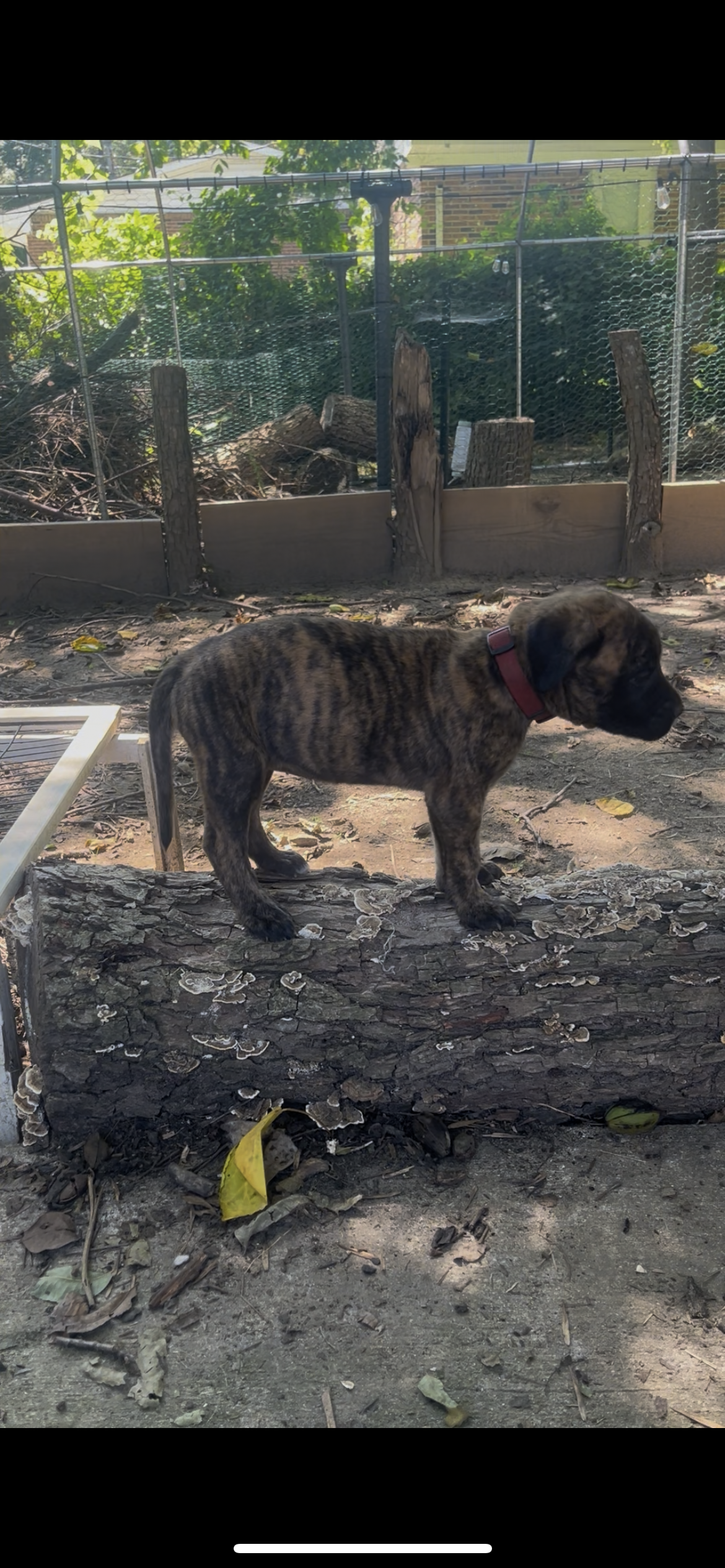 Jessie has reached 5 & 1/2 pounds and her personality is really starting to shine. She has become much more playful, often pouncing on her littermates before wandering off to investigate something else. New sounds and activity around her rarely keep 