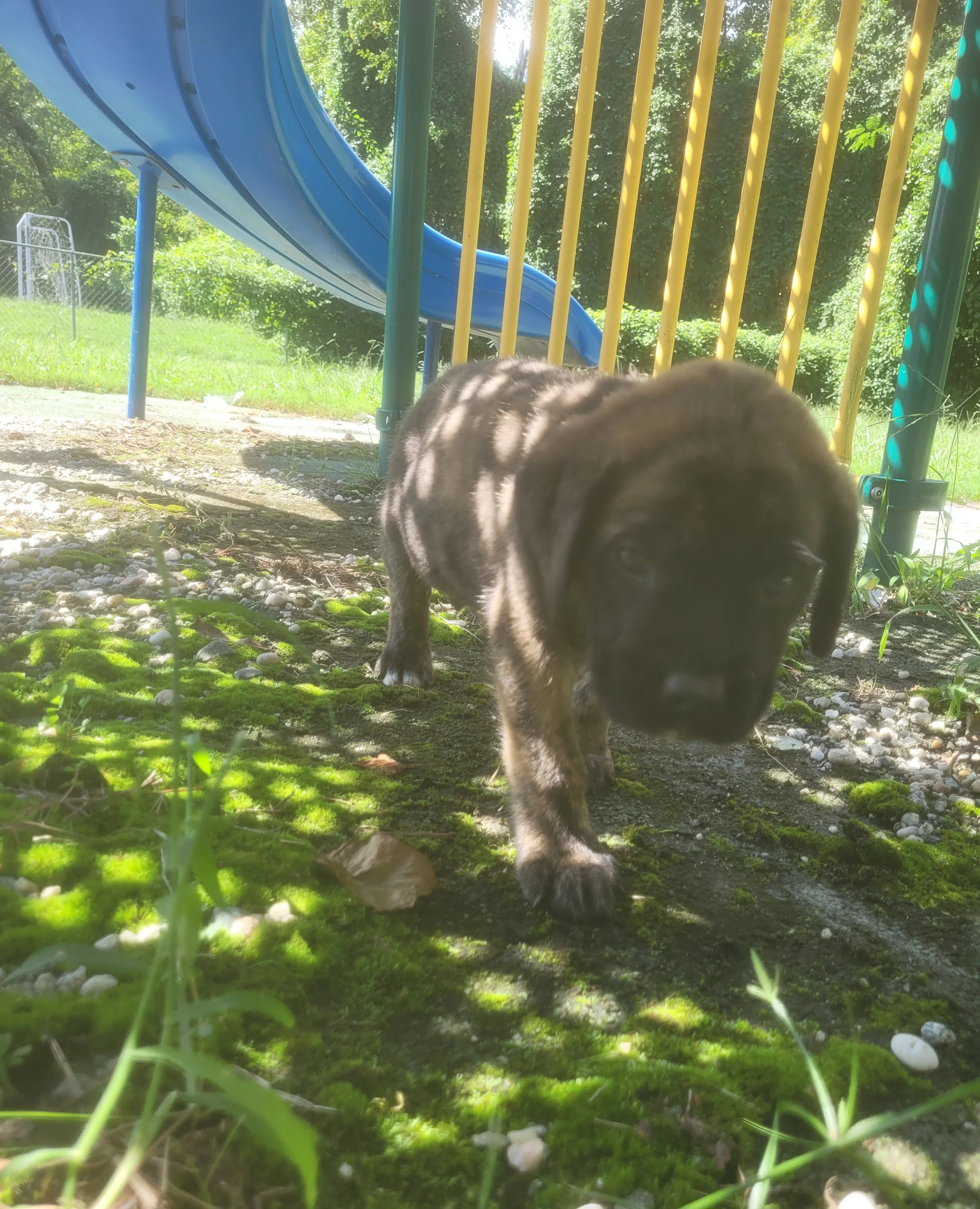 Woody has reached 7 pounds as he enters his sixth week, and this little boy is becoming quite the explorer. He continues to show a strong, confident personality and loves exploring his surroundings, especially when there is something interesting to c