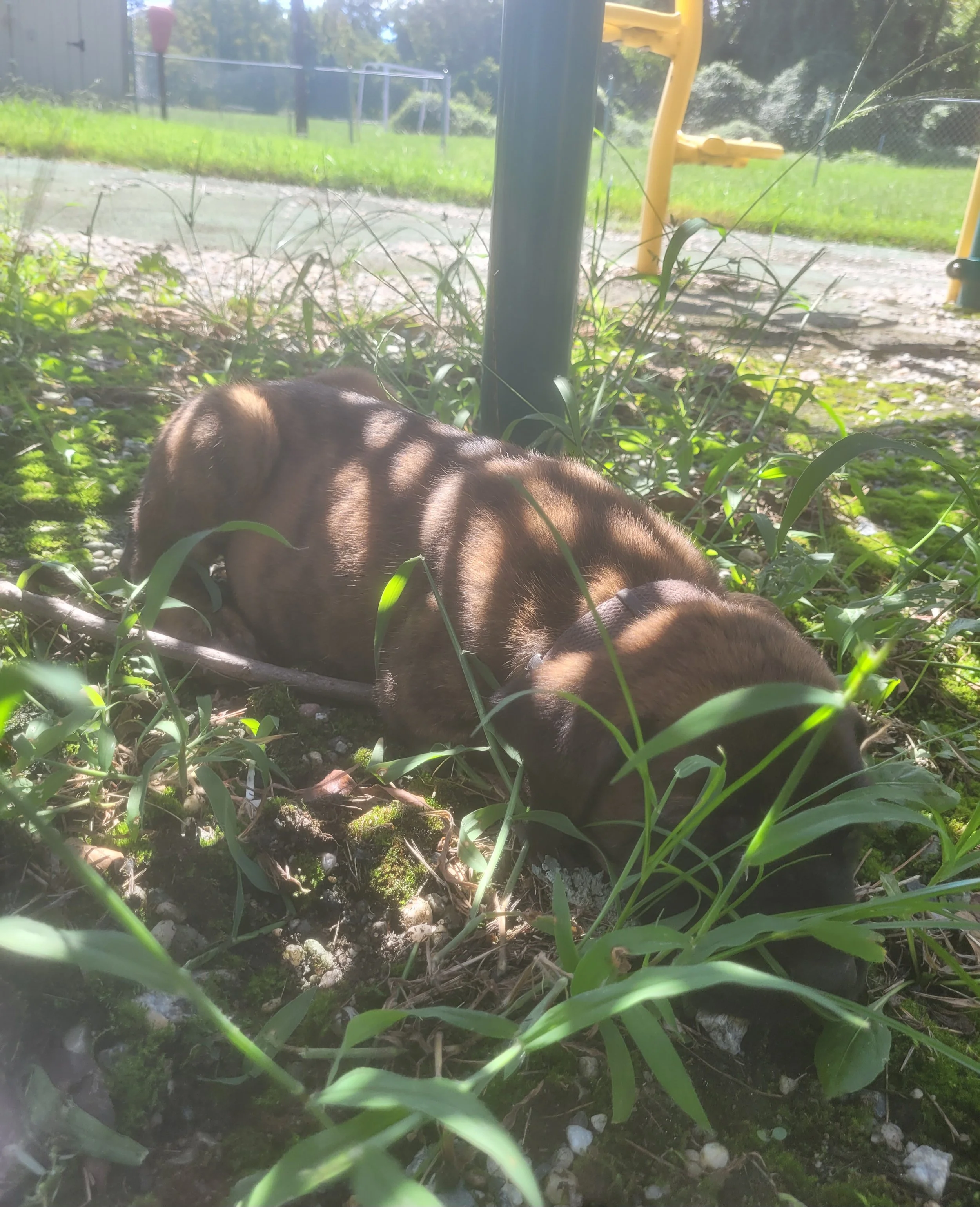 Slinky Dog has reached 8 pounds and continues to impress us with his calm, steady nature. He's now confidently walking up and down steps on his own, something that seemed like a very big adventure only a short time ago. He enjoys his car rides and is