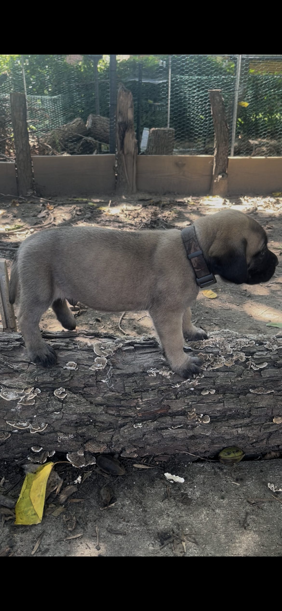 At 6 pounds, Hamm continues to be one of the sweetest and most balanced puppies in the litter. He's becoming more curious and playful while still maintaining that wonderfully calm nature we've noticed from the beginning. Hamm enjoys spending time wit