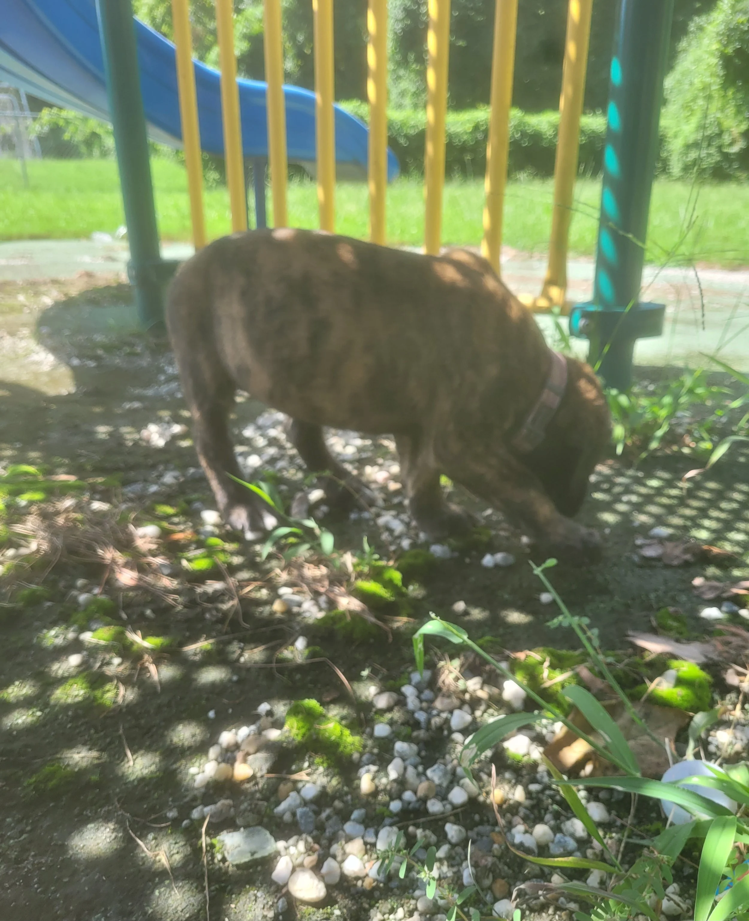 Little Bo Peep has reached an impressive 10 pounds at six weeks, making "Little" Bo Peep seem less accurate by the day! Her growth has been remarkable, but her gentle personality hasn't changed. She enjoys being around her family, exploring with her 