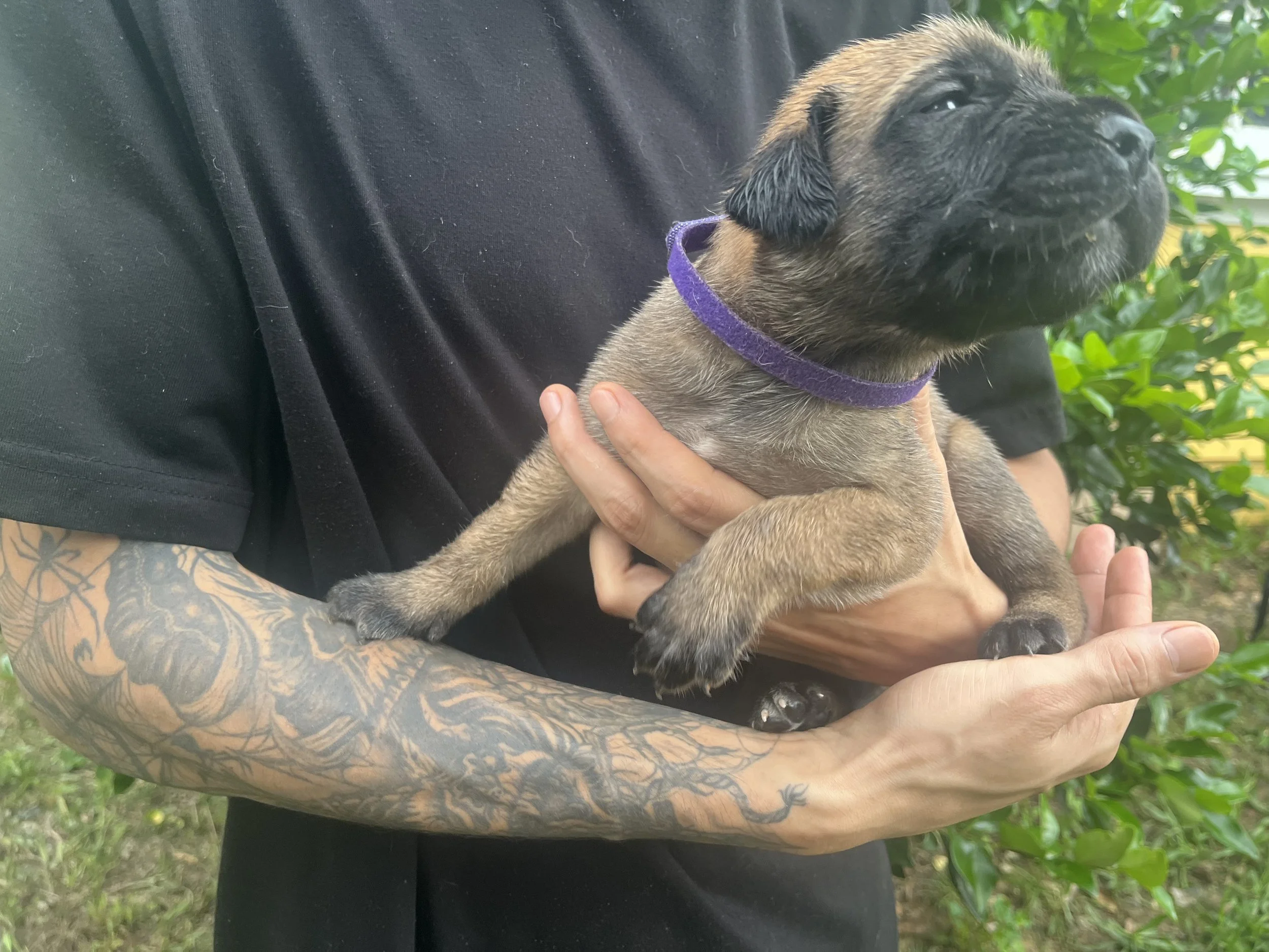 Buzz reached 3 & 3/4 pounds this week and those little legs are finally starting to catch up with his ambitions. He has become surprisingly quick, often making a determined sprint toward whoever comes to visit. Buzz absolutely loves attention and wil