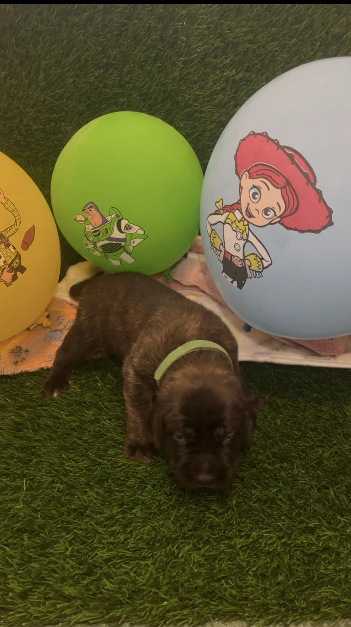 Rex has grown to 3 pounds this week, remaining one of our largest boys! Rex enjoys belly rubs and back scratches. He reacts by shaking on of his legs uncontrollably.