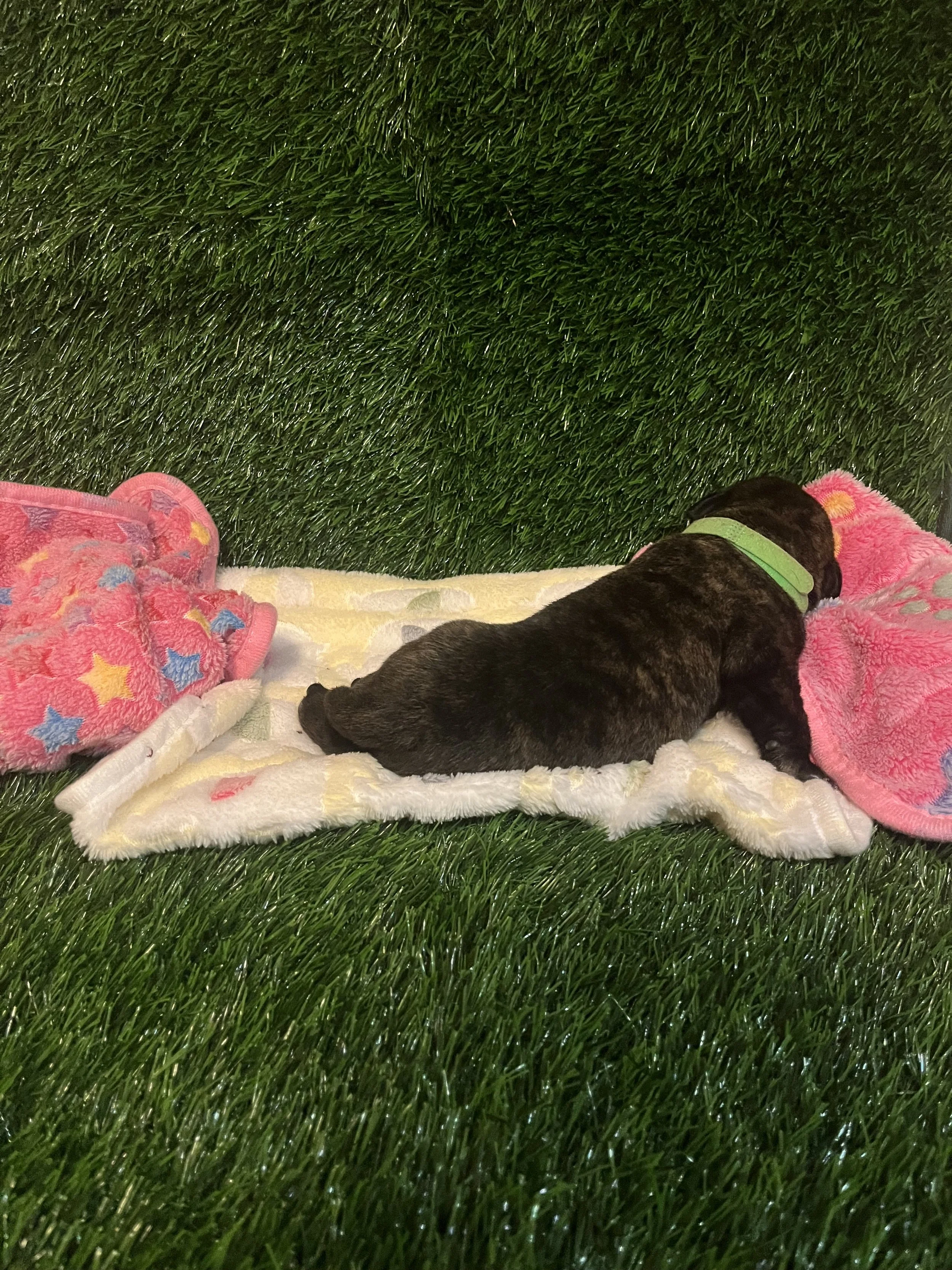 Alien "The Claw", one of the largest boys in the litter, has the appetite of 100 Little Green Men at Pizza Planet. Throughout his first week of life, he has consistently maintained good health and size at 2 1/4
pounds. Alien is usually first to wake 