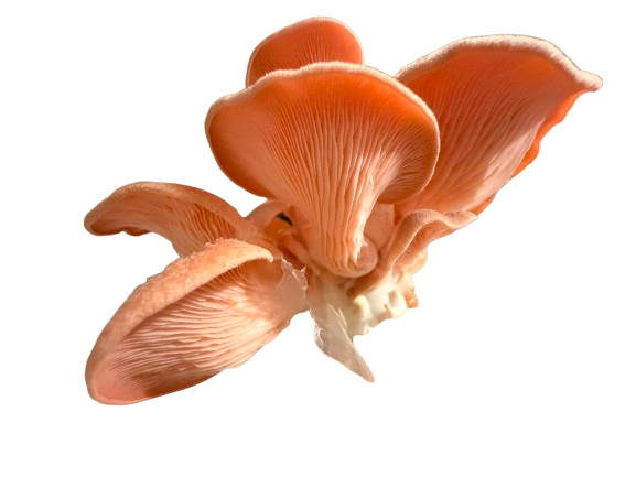 Rosa Austernpilz
