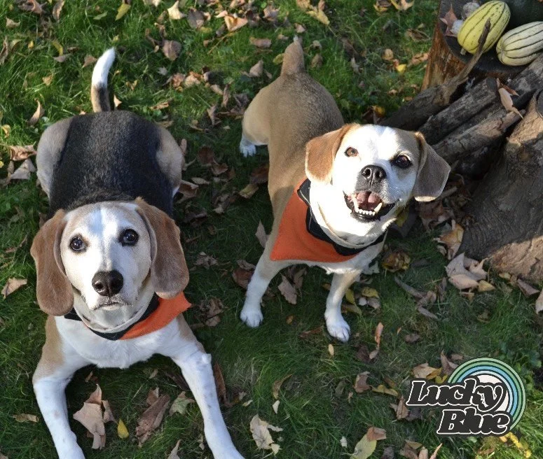 Dog bandannas