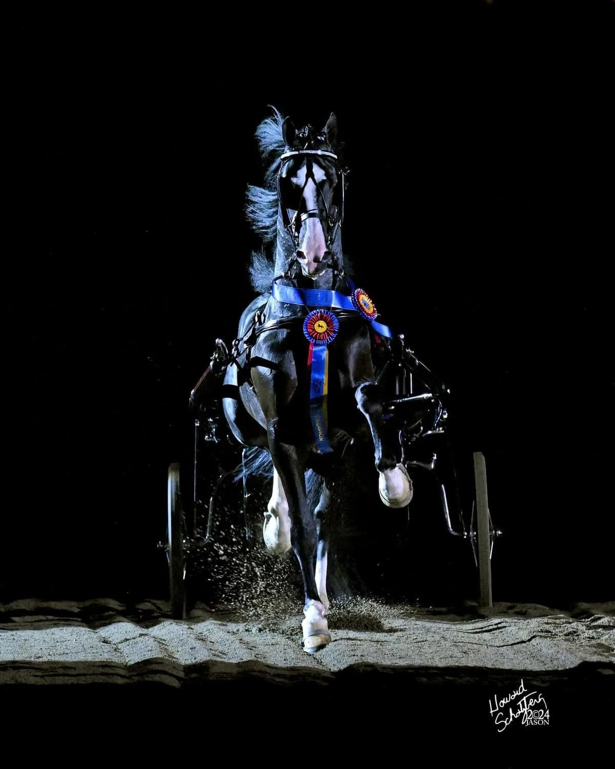 A black and white horse with a pink nose and white feet, wearing a blue ribbon, pulling a chariot or carriage on a sandy track at night.