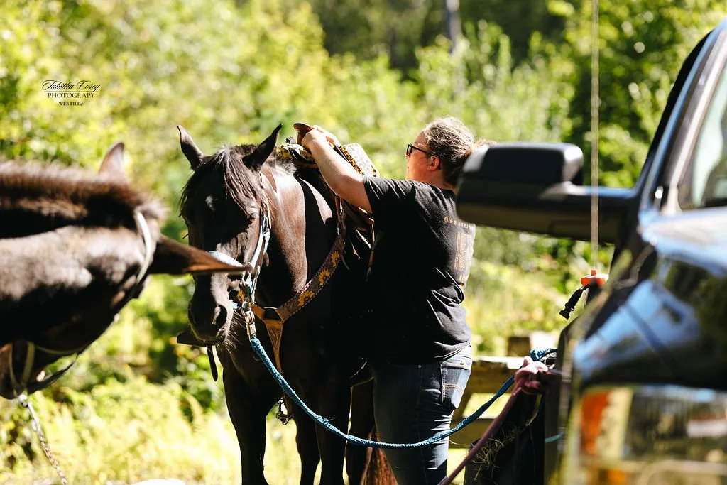 A person wearing sunglasses and a black shirt is securing a saddle on a dark horse, with another horse nearby, during daytime in a green outdoor setting.