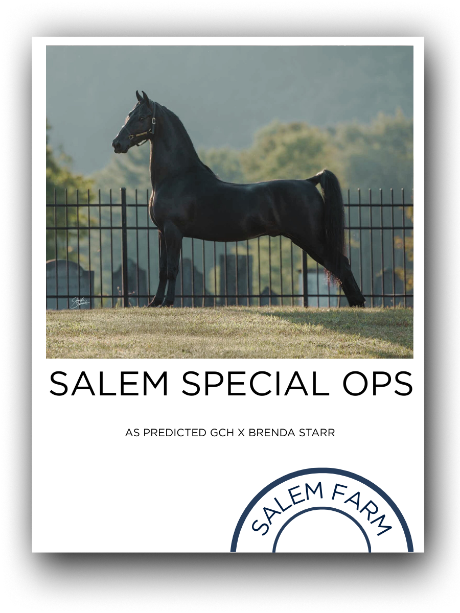 Photo of a black horse standing on grass in front of a black metal fence with a blurred background of green trees and hills.