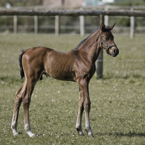 A young brown foal standing on grass in a horse pasture with a wooden fence in the background.