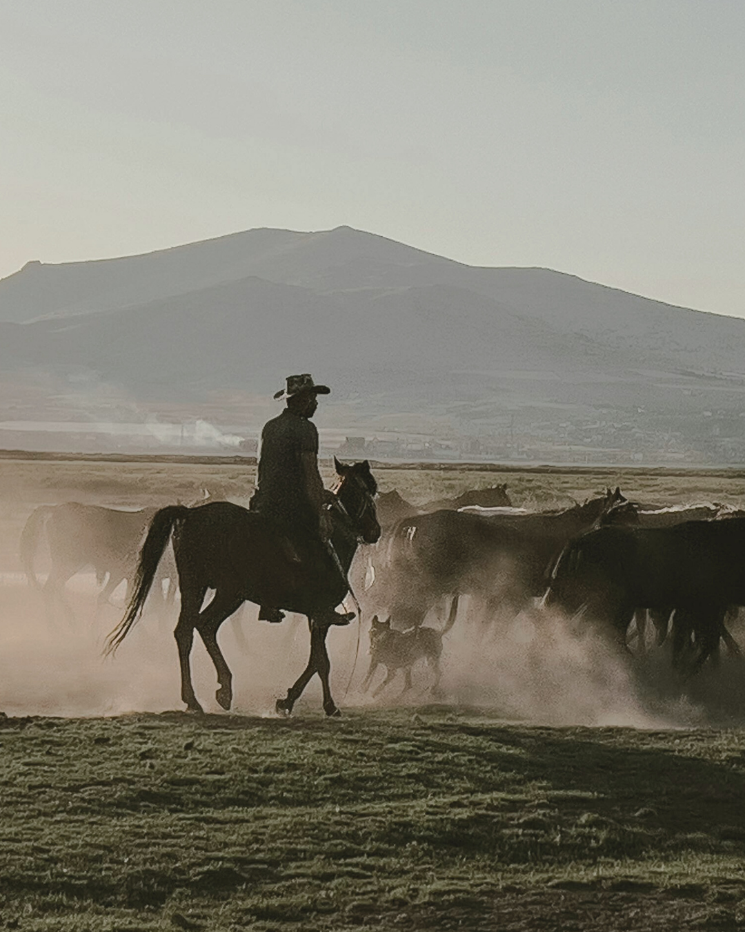 A person riding a horse among a herd of cattle in a dusty landscape with a mountain in the background.