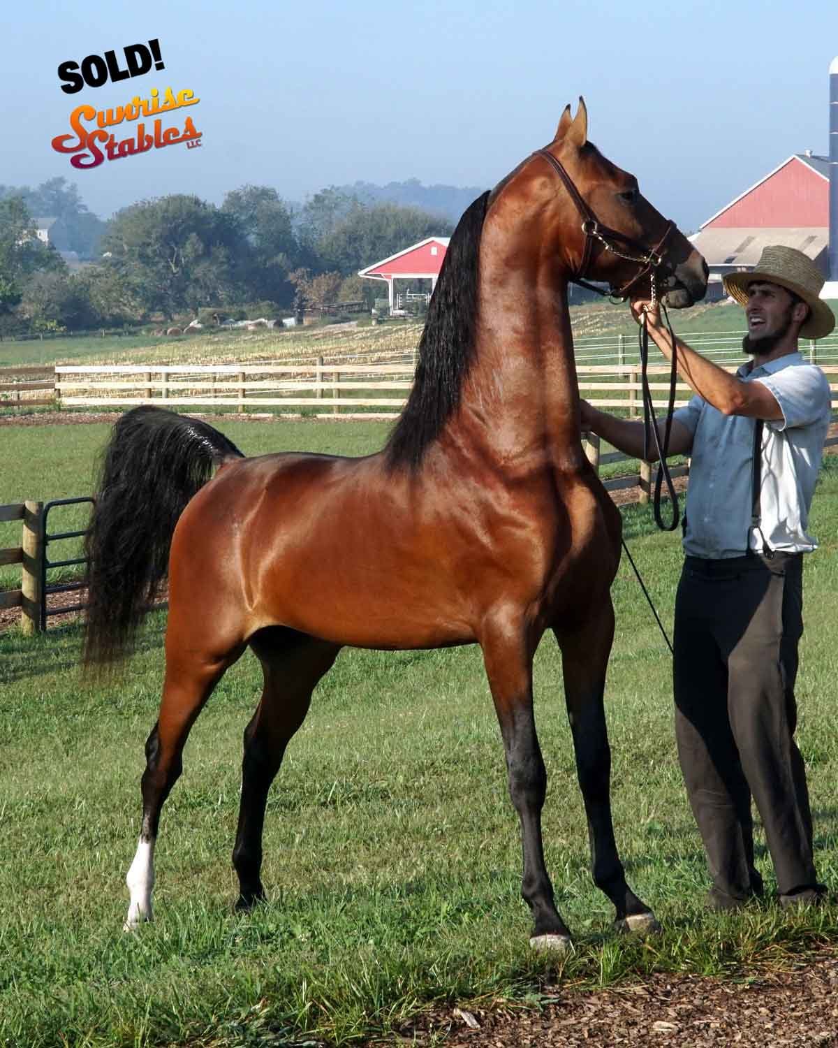 Man holding a horse's bridle on a green pasture with farm buildings in the background.