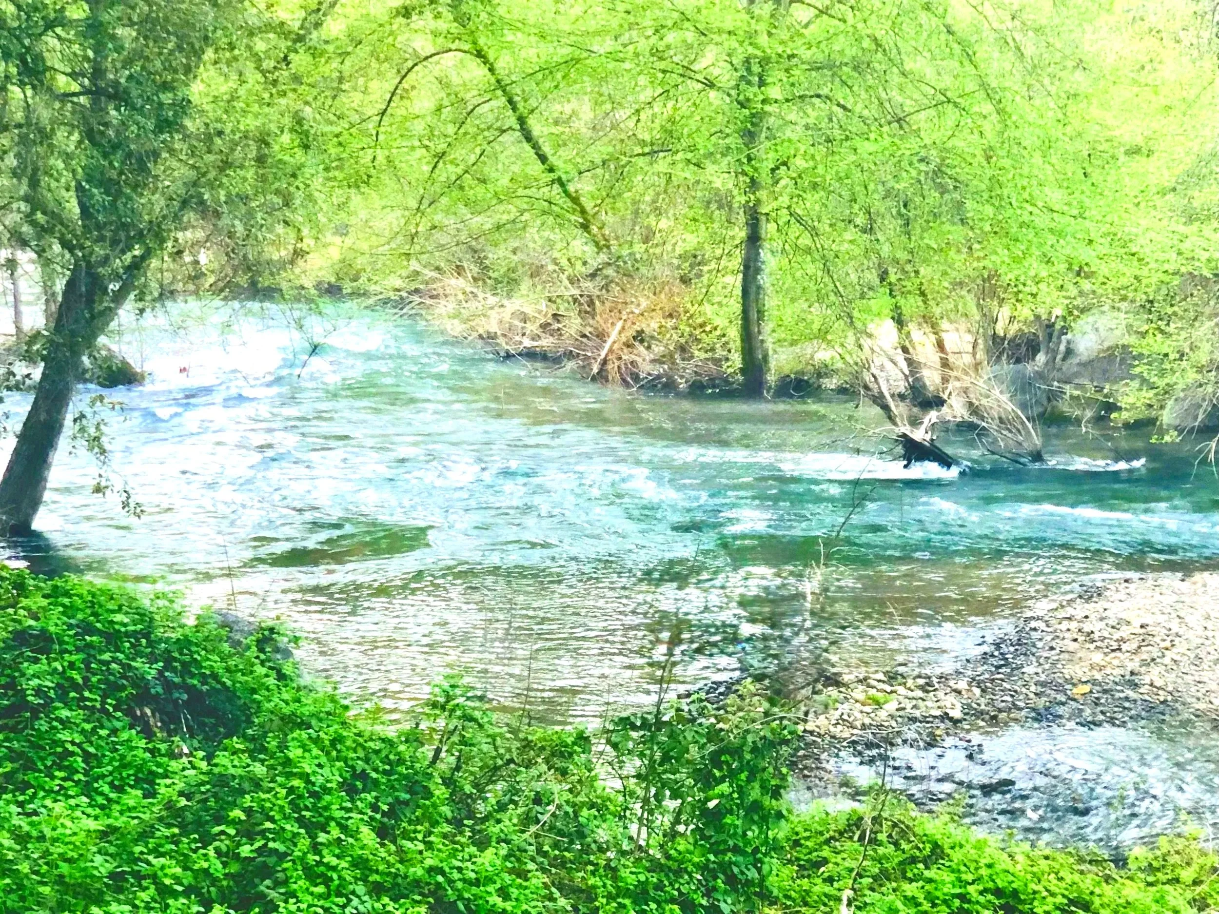 A peaceful river flowing through a lush green forest with trees and bushes along the riverbank.