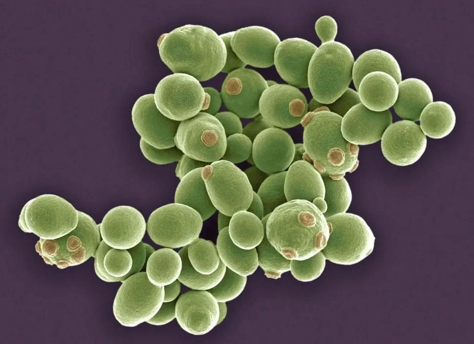 The “Fungi” Kingdom Under Eukarya