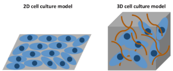 2D vs 3D Cultures