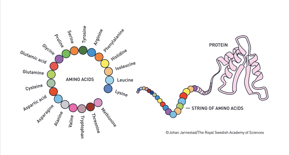 2024 Nobel Prize in Chemistry