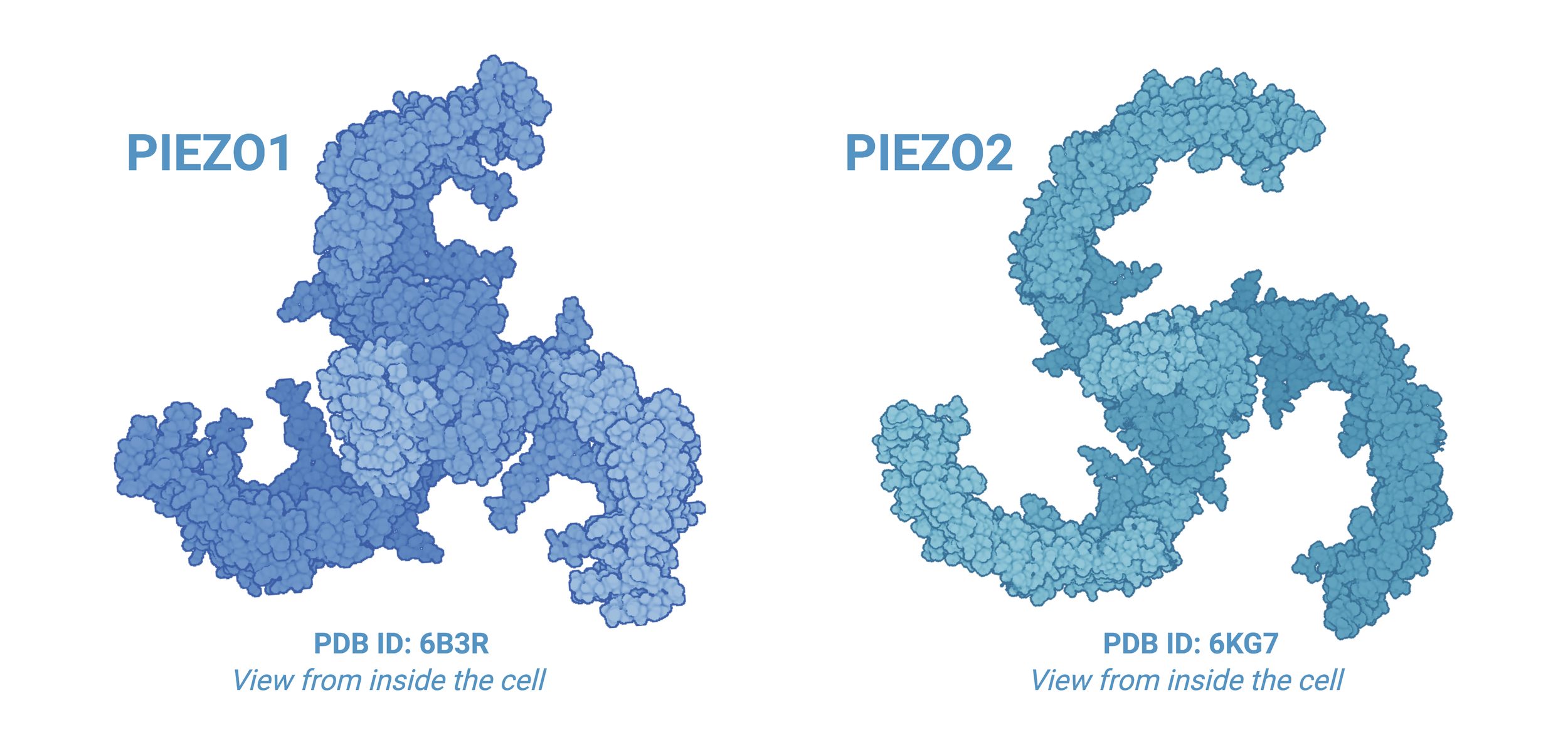 2021 Nobel Prize in Medicine