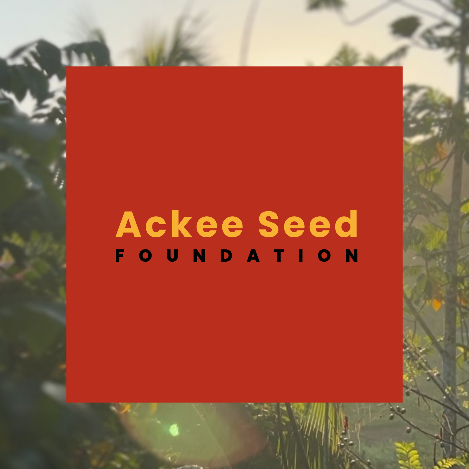 Formalizing Ackee Seed Foundation: Building with Care &amp; Accountability