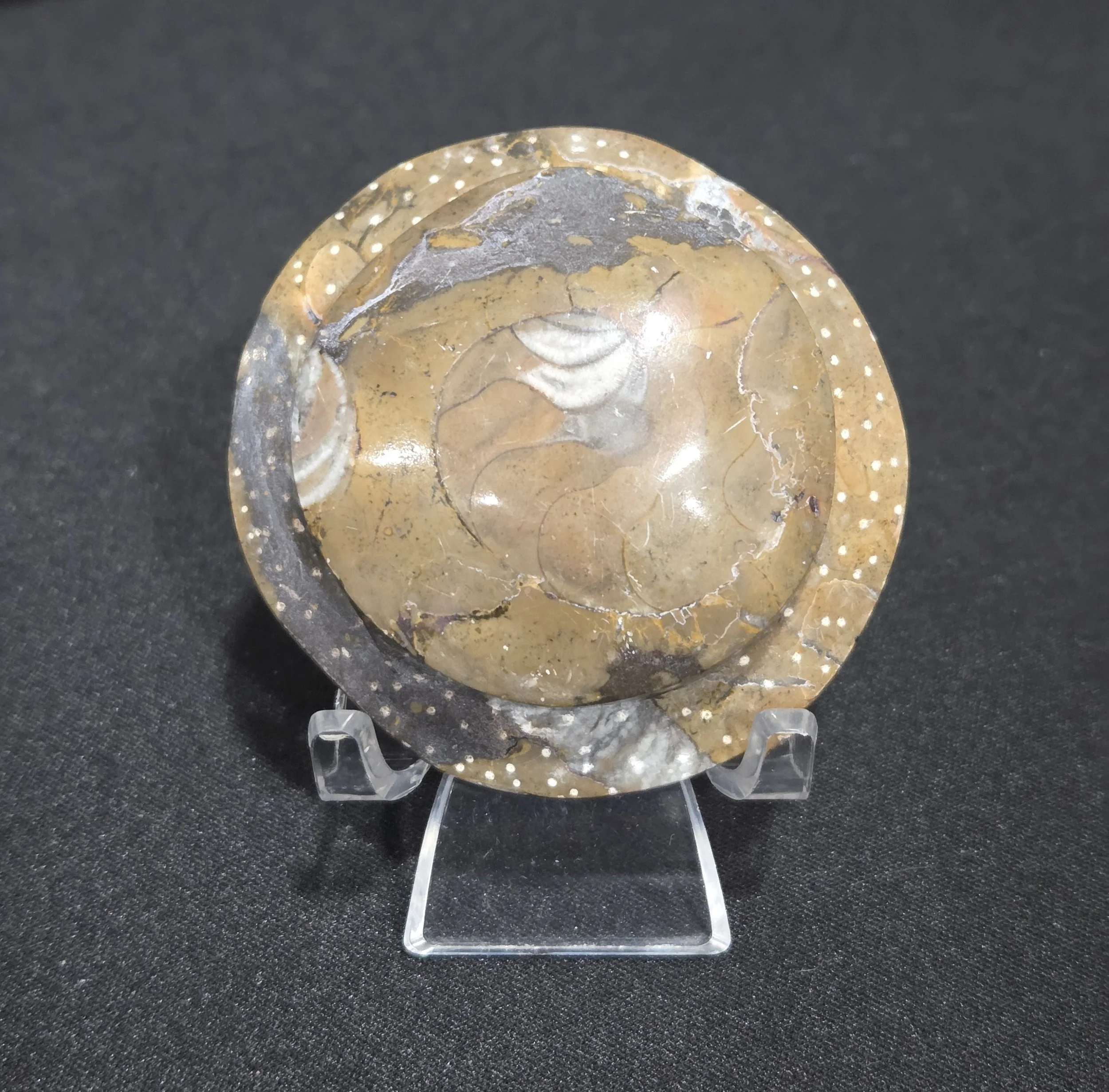 Polished Ammonite in Matrix | Fossil Disk Display | Ancient Wisdom & Evolutionary Flow | Divine Exchange Within