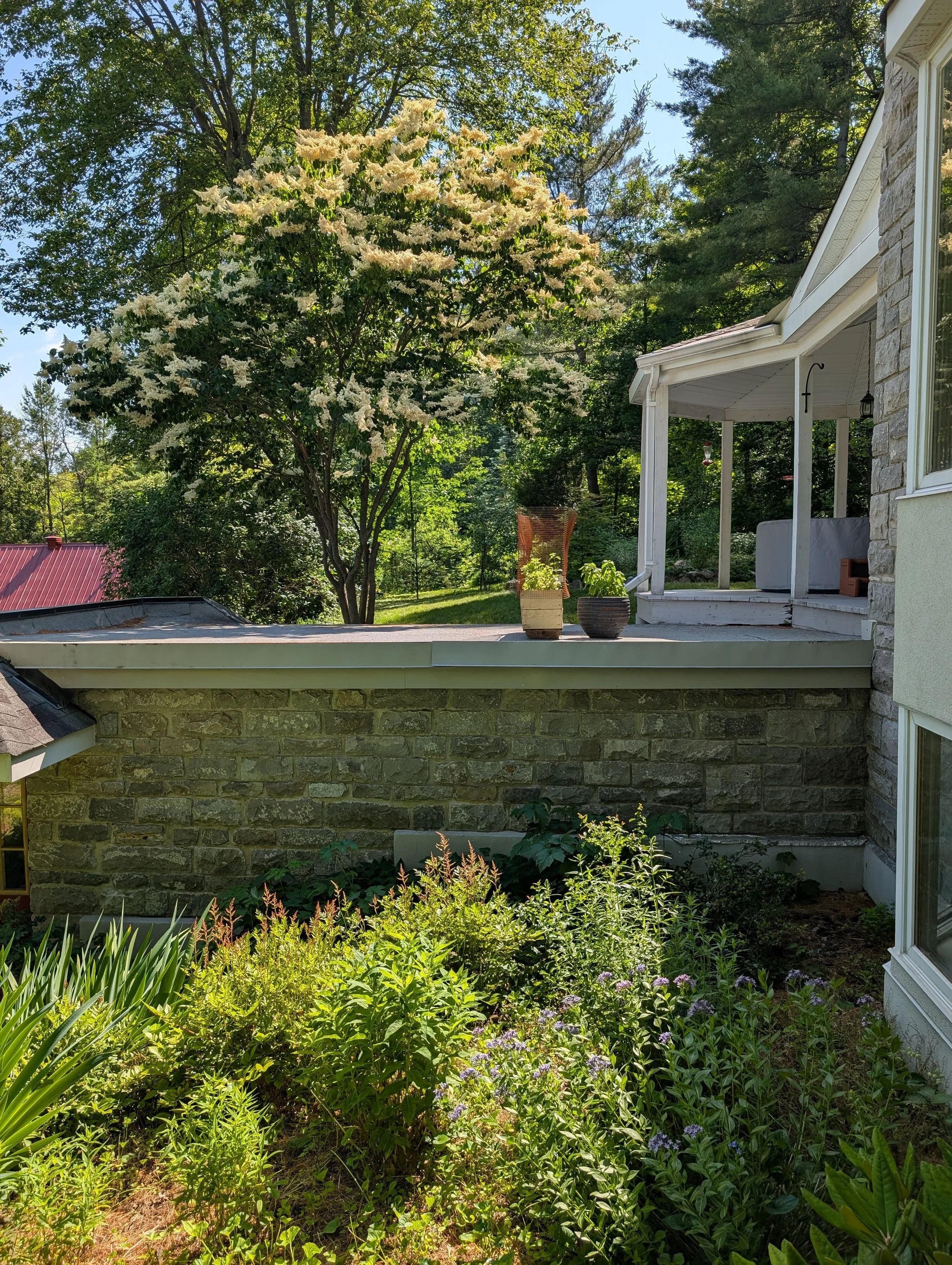 A backyard with lush green plants and flowers, a flowering tree in the background, and part of a house with a porch on the right. The porch has furniture and potted plants, with a stone wall and a window visible.