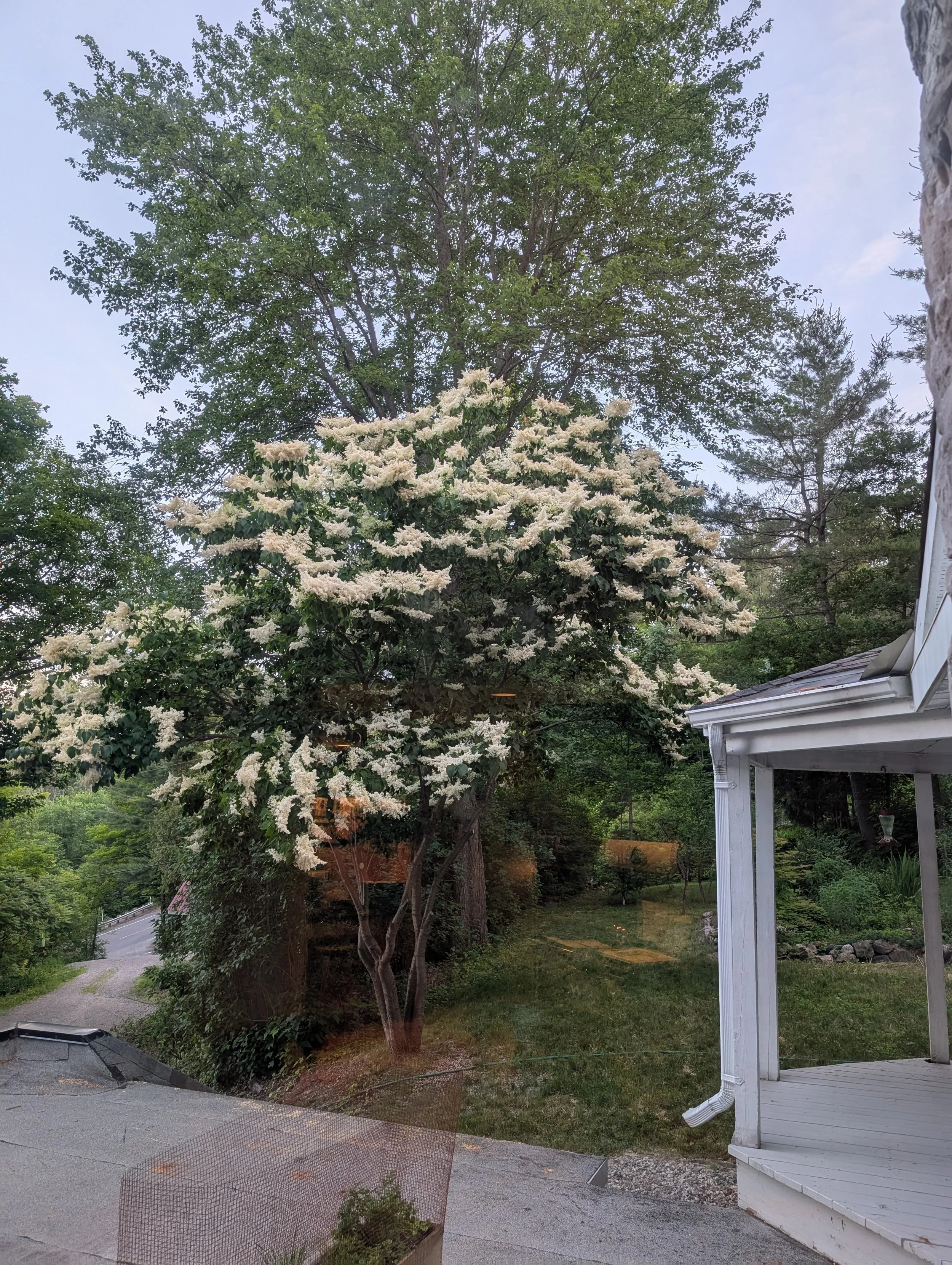 View of a flowering tree with white blossoms next to a white house porch, with a driveway and green foliage in the background.