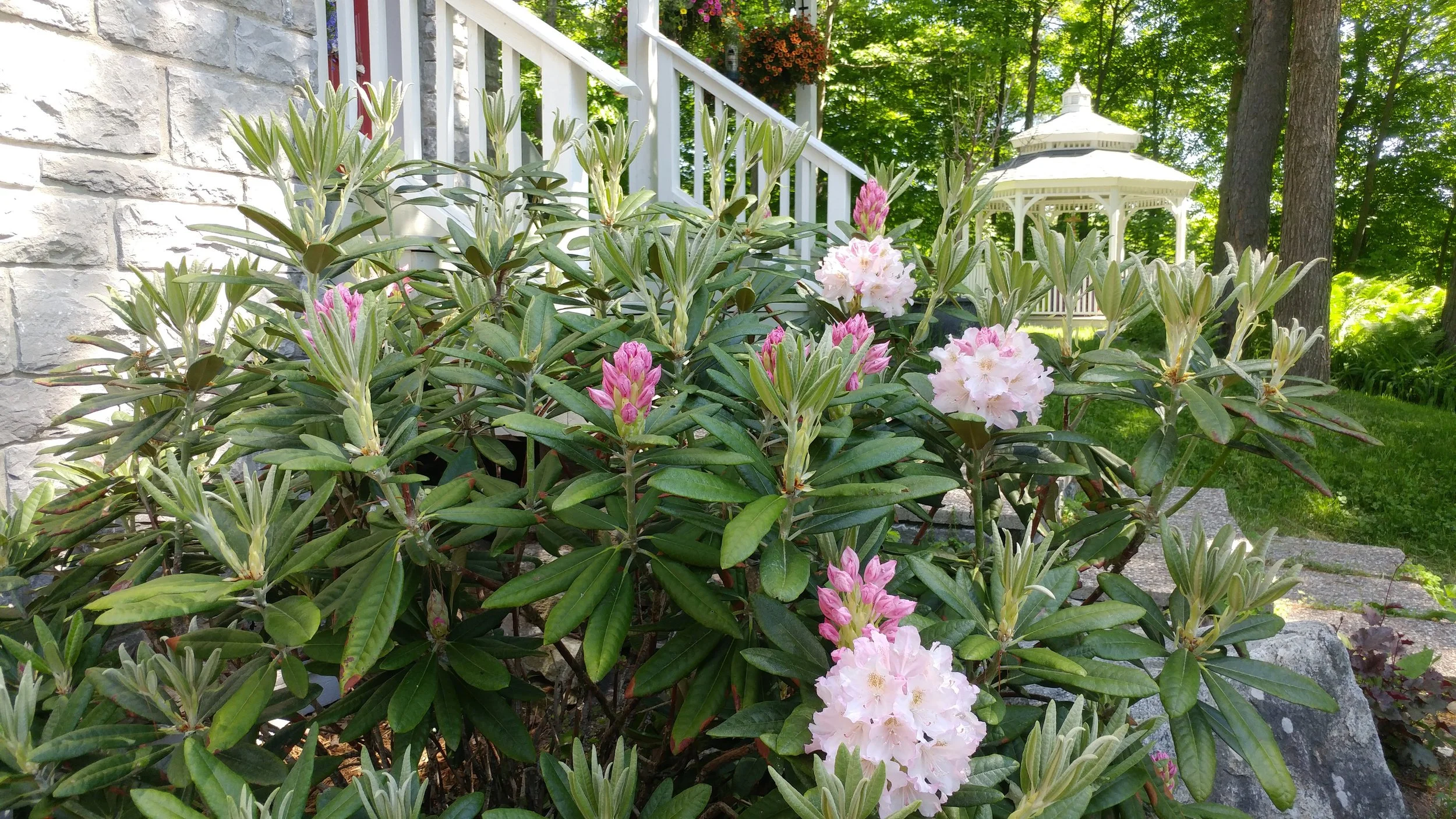 Pink and white rhododendron flowers with green leaves in a garden, gazebo in the background, part of a house with a stone wall and white stairs, surrounded by trees and grass.
