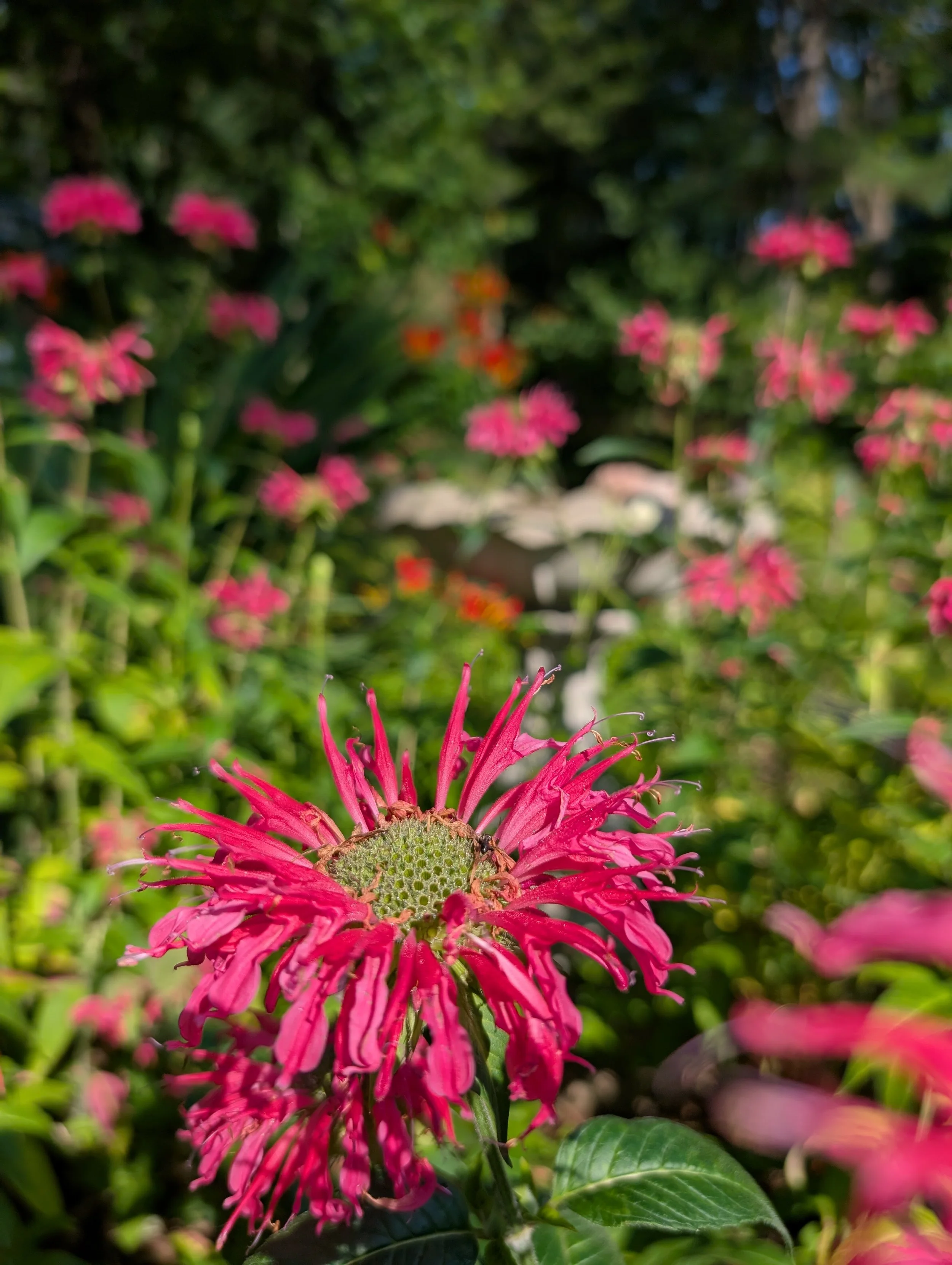Close-up of a vibrant pink flower with a green center in a garden with blurred pink and orange flowers in the background.