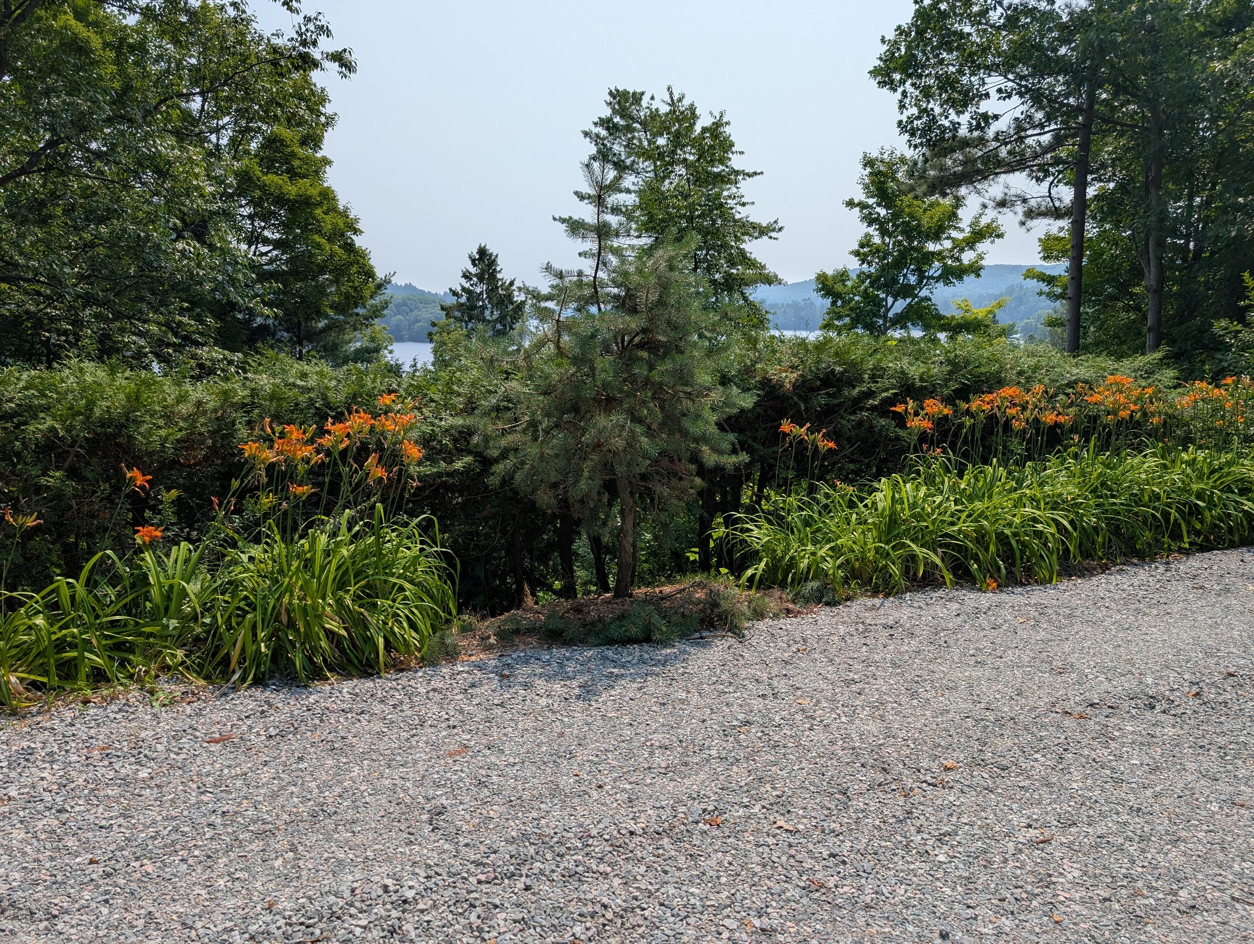 A gravel driveway next to a row of orange daylilies, with cedar bushes, trees, and a wide river in the background under a light blue sky.