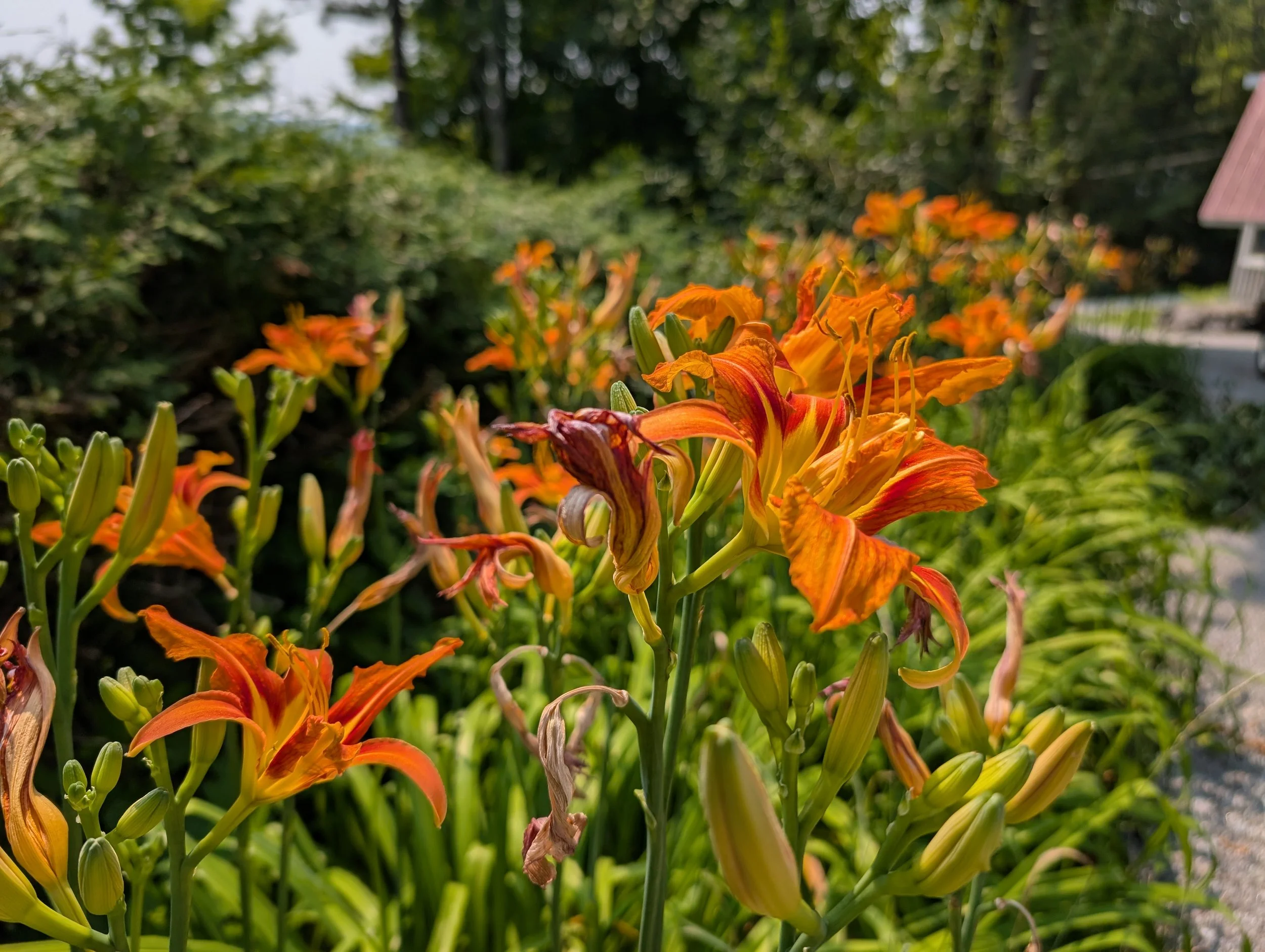 Close-up of orange daylilies in a garden with greenery in the background on a sunny day.