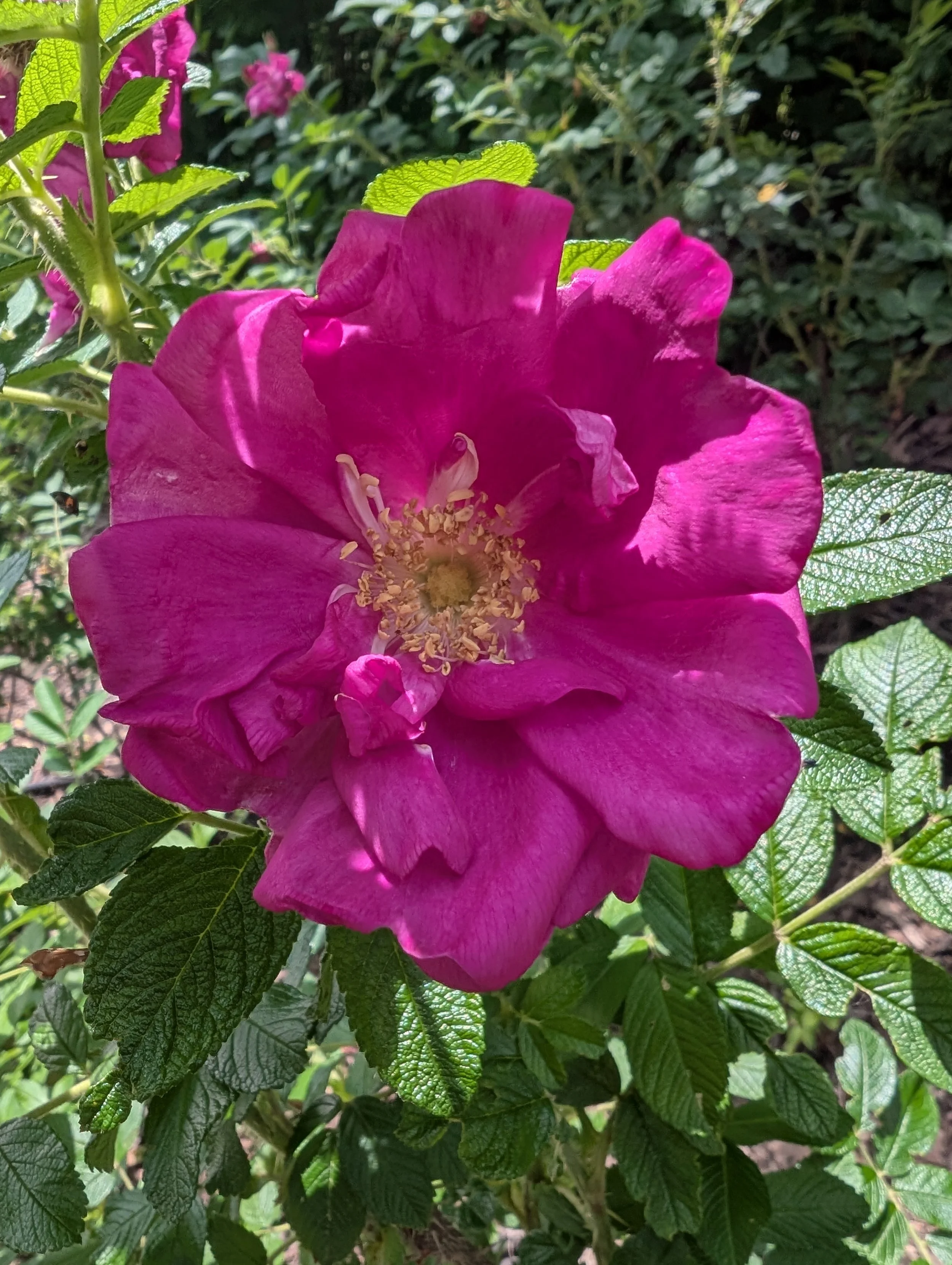 Close-up of a pink rose flower with multiple petals, surrounded by green leaves, in sunlight, with a blurred garden background.