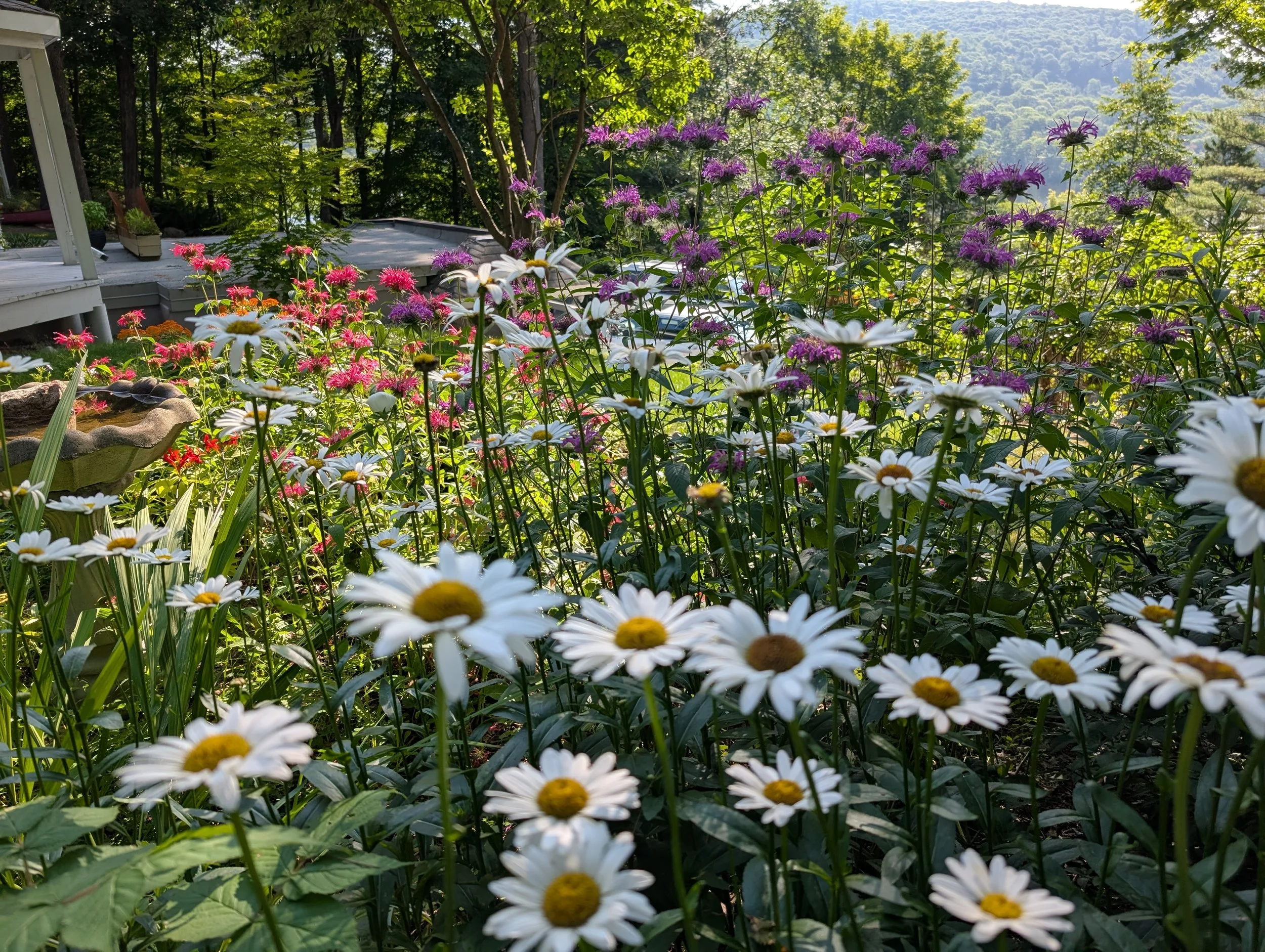 A lush garden with white daisies, pink and purple flowers, and green foliage, set against a wooded hillside with a sunny sky.