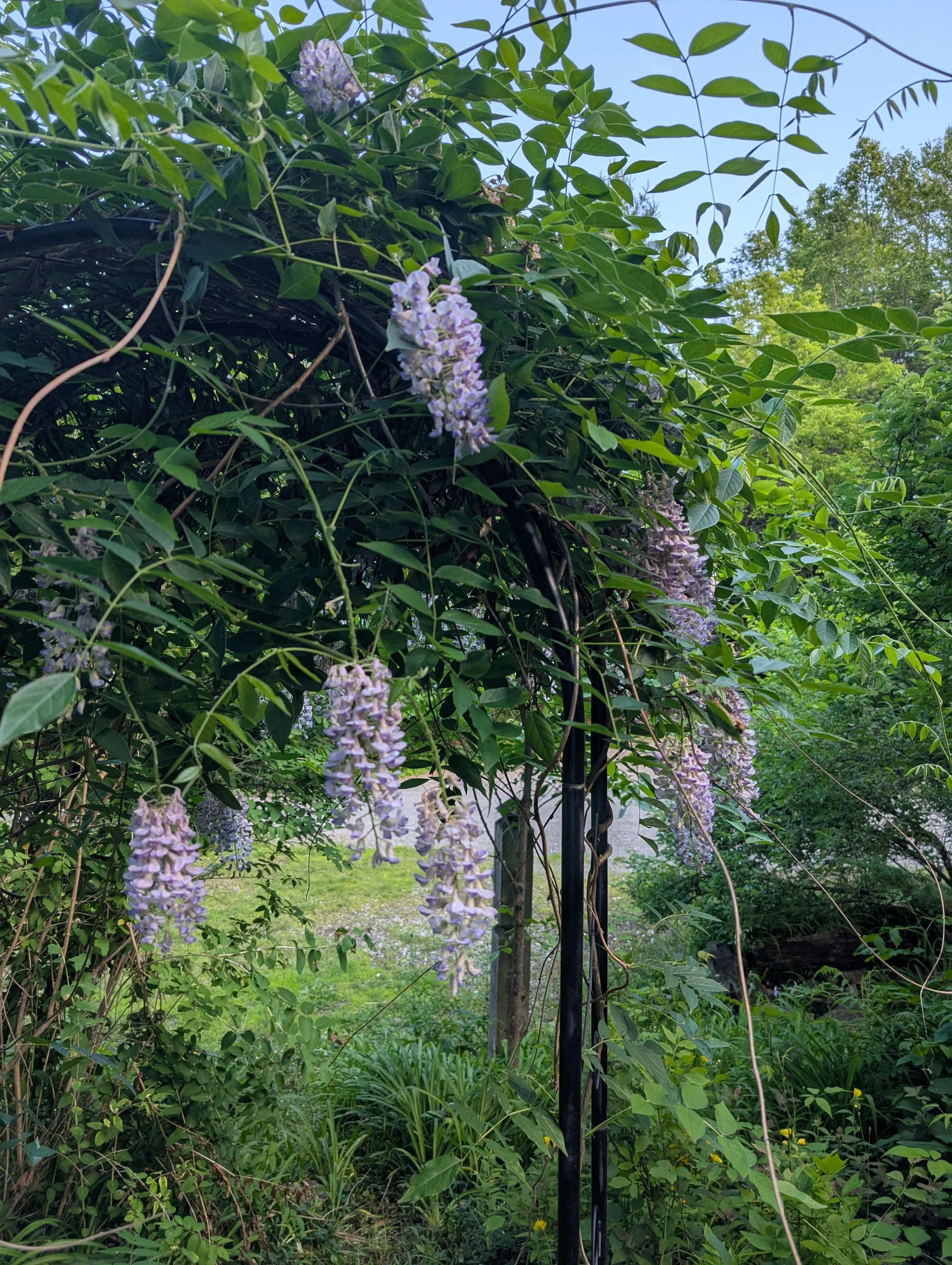 Purple wisteria flowers hanging from green leafy vines in a garden with trees and grass in the background.