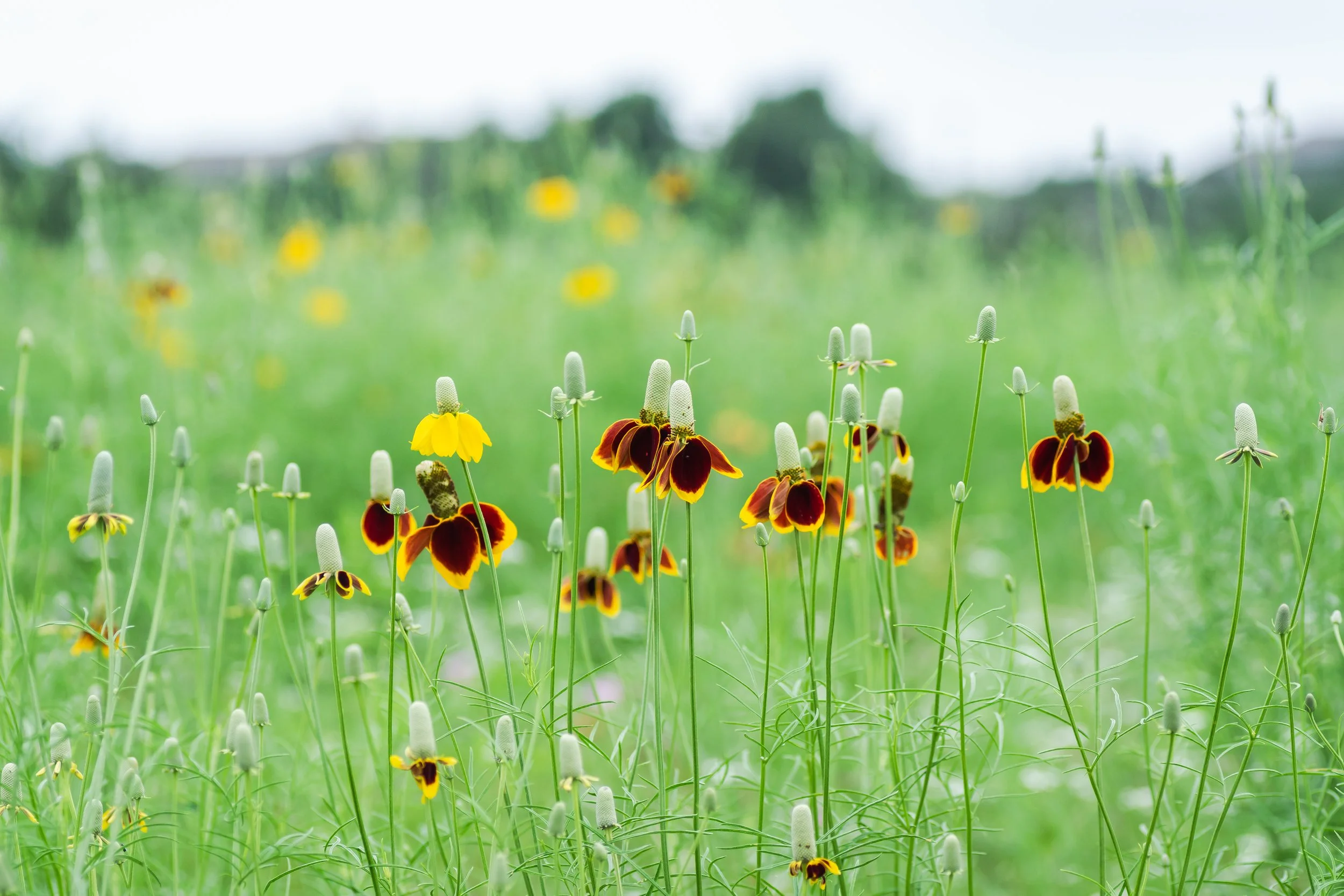 Native Mexican hat wildflowers blooming in a lush green Texas Hill Country meadow, with yellow coneflowers visible in the background.