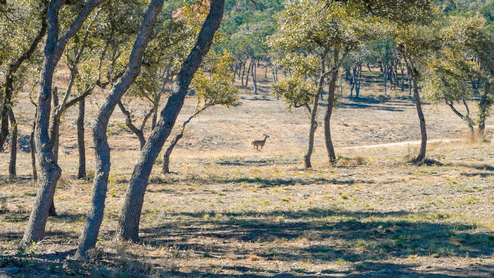 Why Dripping Springs Still Draws Me Back — RanchesAt Dripping Springs Hill Country Ranch