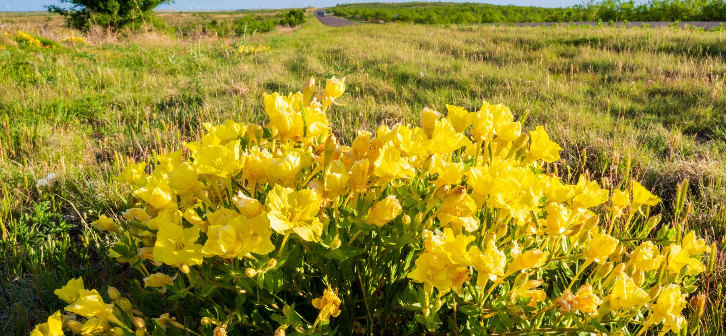 A vibrant cluster of yellow flowers in a grassy field with a paved road and green trees in the background on a sunny day.