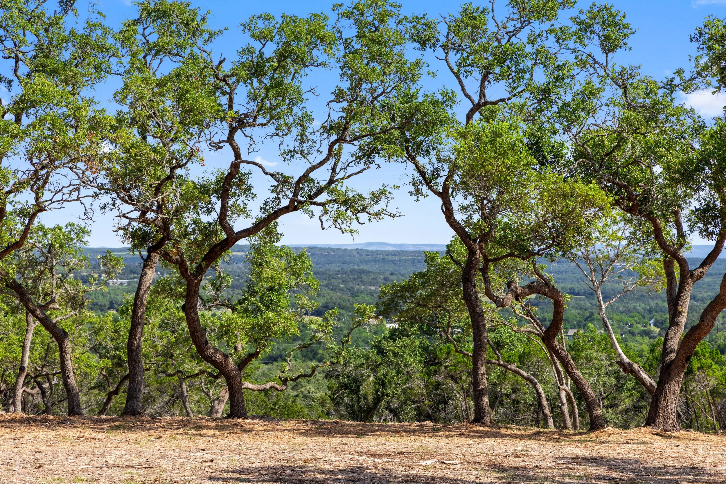 View of a natural landscape with several green trees and a distant hillside under a blue sky with some clouds.