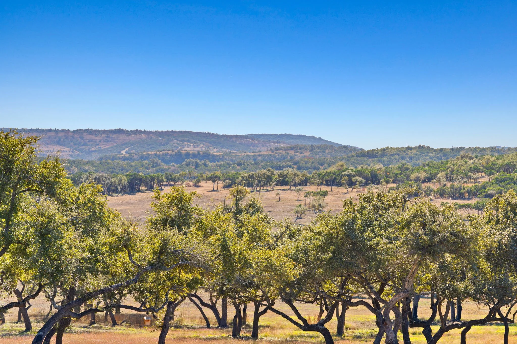A landscape of rolling hills with scattered trees under a bright blue sky, with a grove of twisted, leafy trees in the foreground.